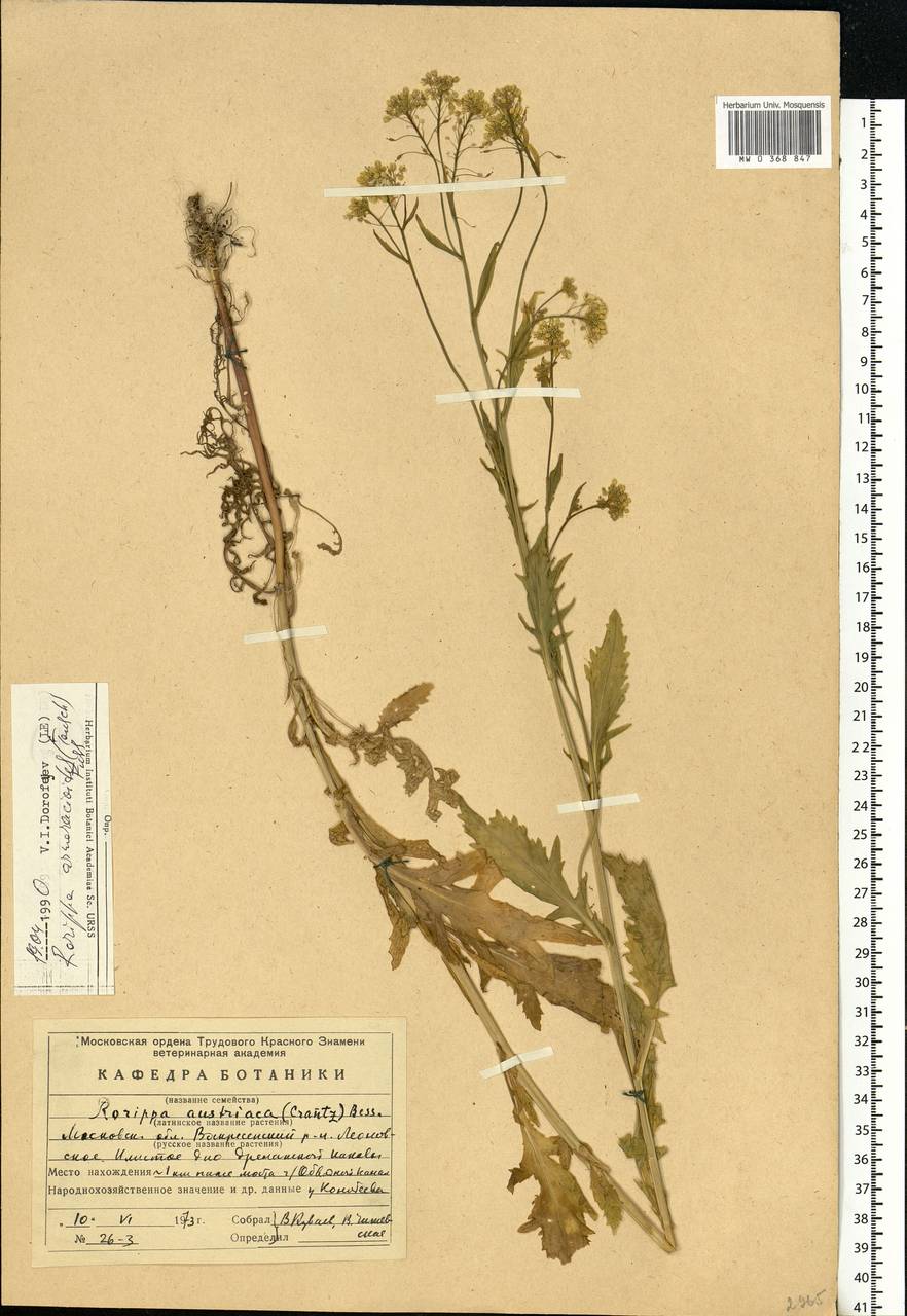 Rorippa × armoracioides (Tausch) Fuss, Eastern Europe, Moscow region (E4a) (Russia)