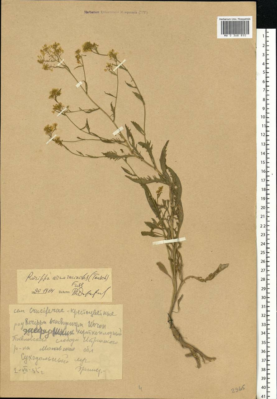 Rorippa × armoracioides (Tausch) Fuss, Eastern Europe, Moscow region (E4a) (Russia)