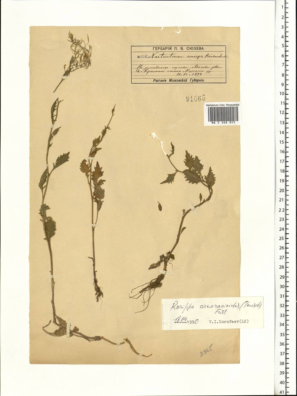 Rorippa × armoracioides (Tausch) Fuss, Eastern Europe, Moscow region (E4a) (Russia)