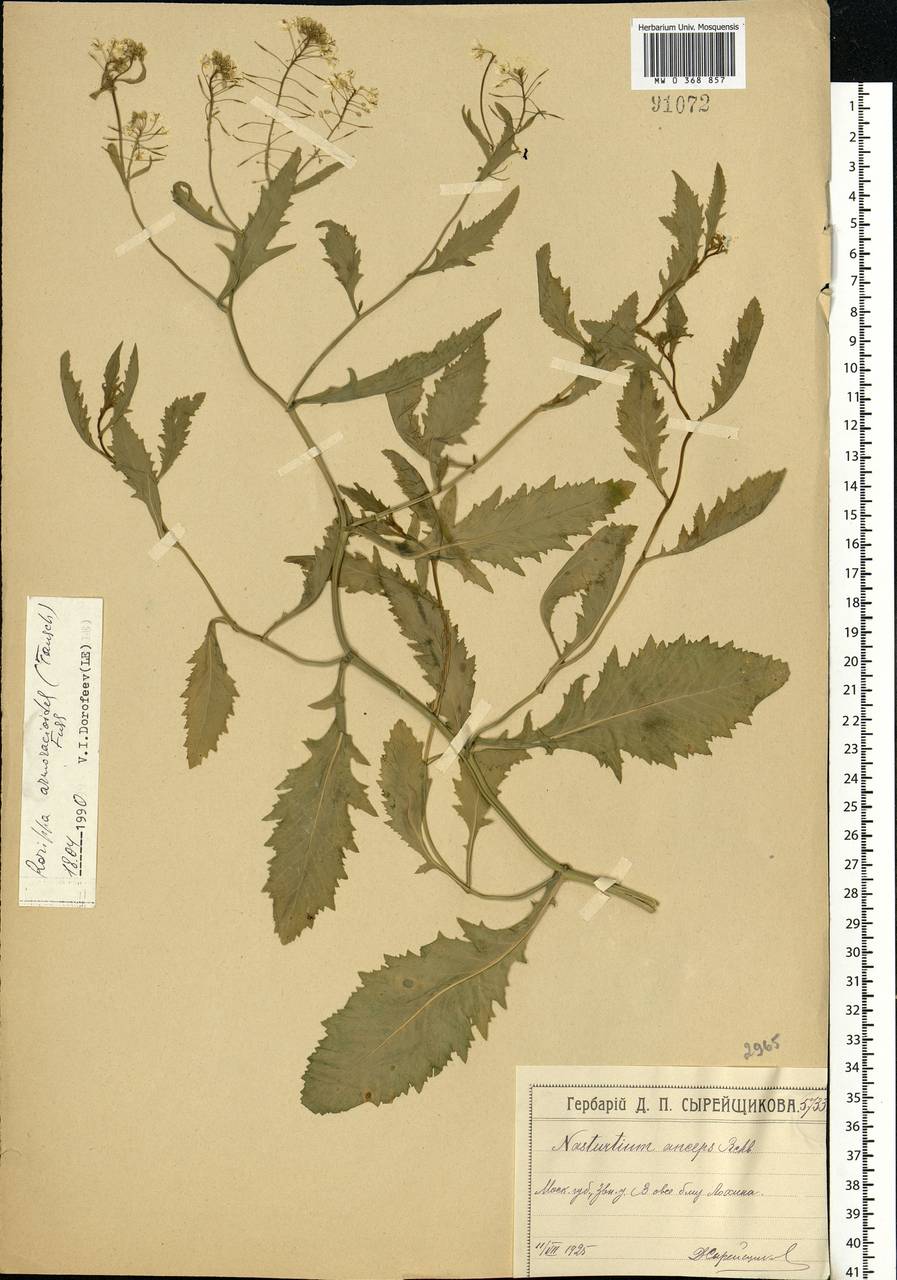 Rorippa × armoracioides (Tausch) Fuss, Eastern Europe, Moscow region (E4a) (Russia)