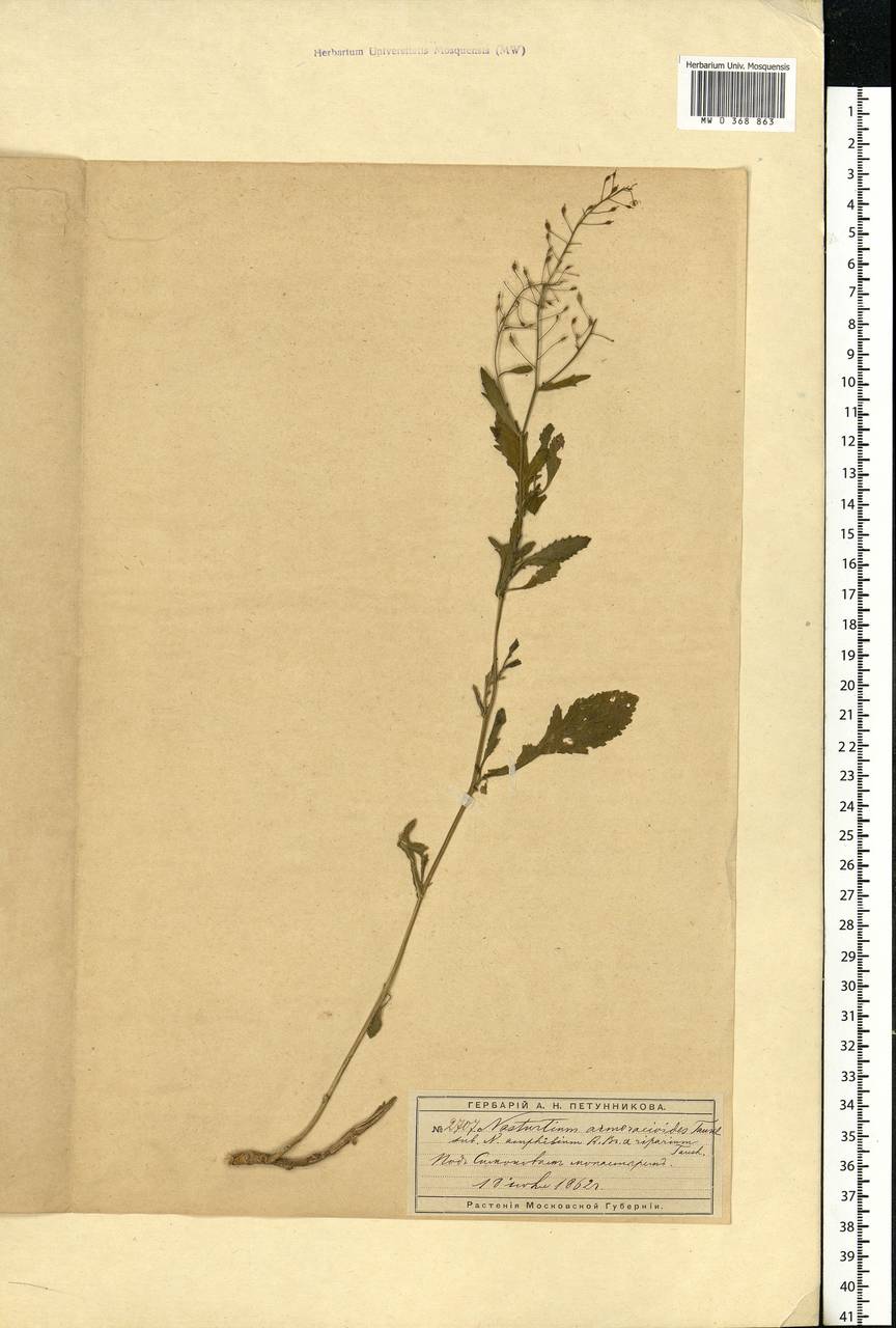Rorippa × armoracioides (Tausch) Fuss, Eastern Europe, Moscow region (E4a) (Russia)