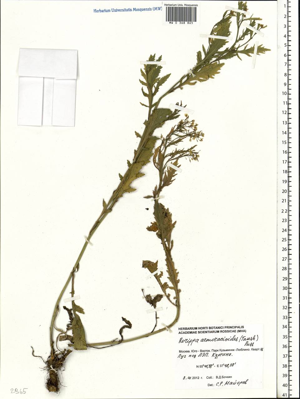 Rorippa × armoracioides (Tausch) Fuss, Eastern Europe, Moscow region (E4a) (Russia)