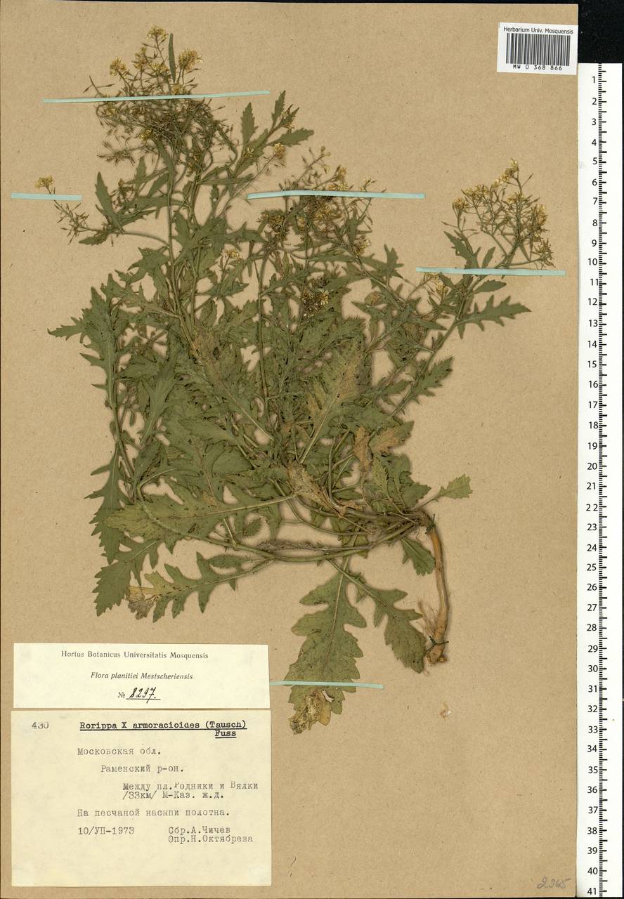 Rorippa × armoracioides (Tausch) Fuss, Eastern Europe, Moscow region (E4a) (Russia)