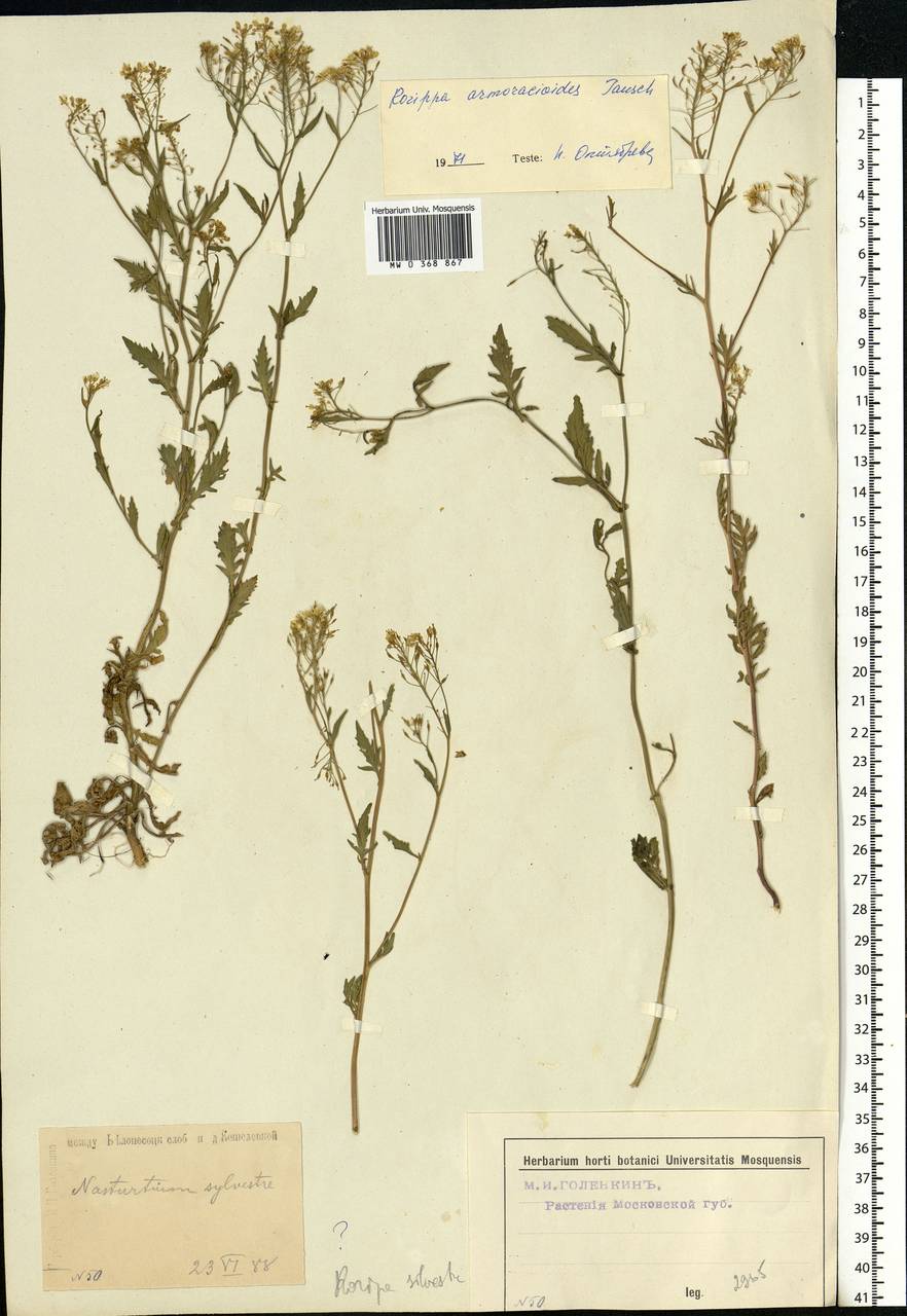 Rorippa × armoracioides (Tausch) Fuss, Eastern Europe, Moscow region (E4a) (Russia)