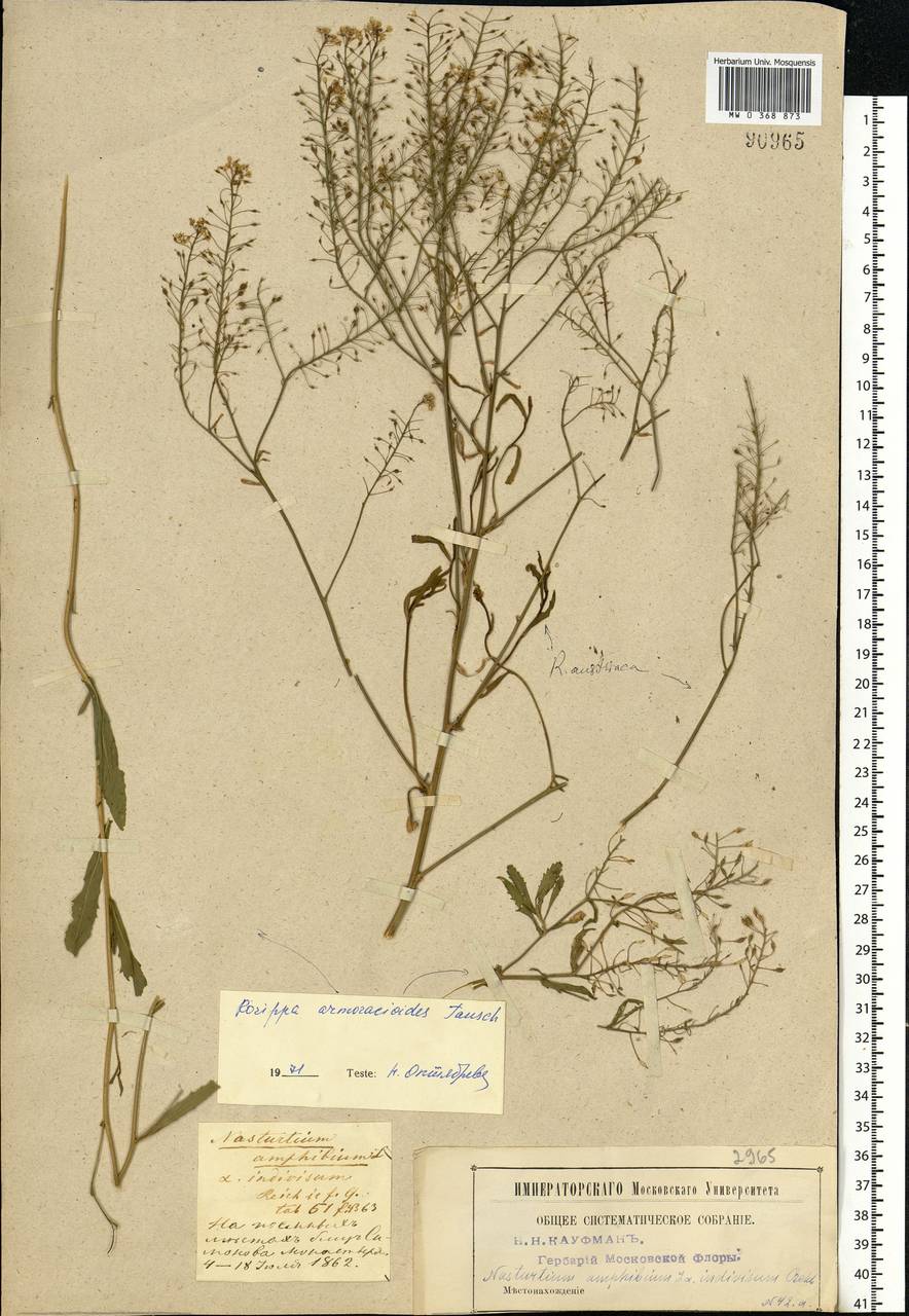 Rorippa × armoracioides (Tausch) Fuss, Eastern Europe, Moscow region (E4a) (Russia)