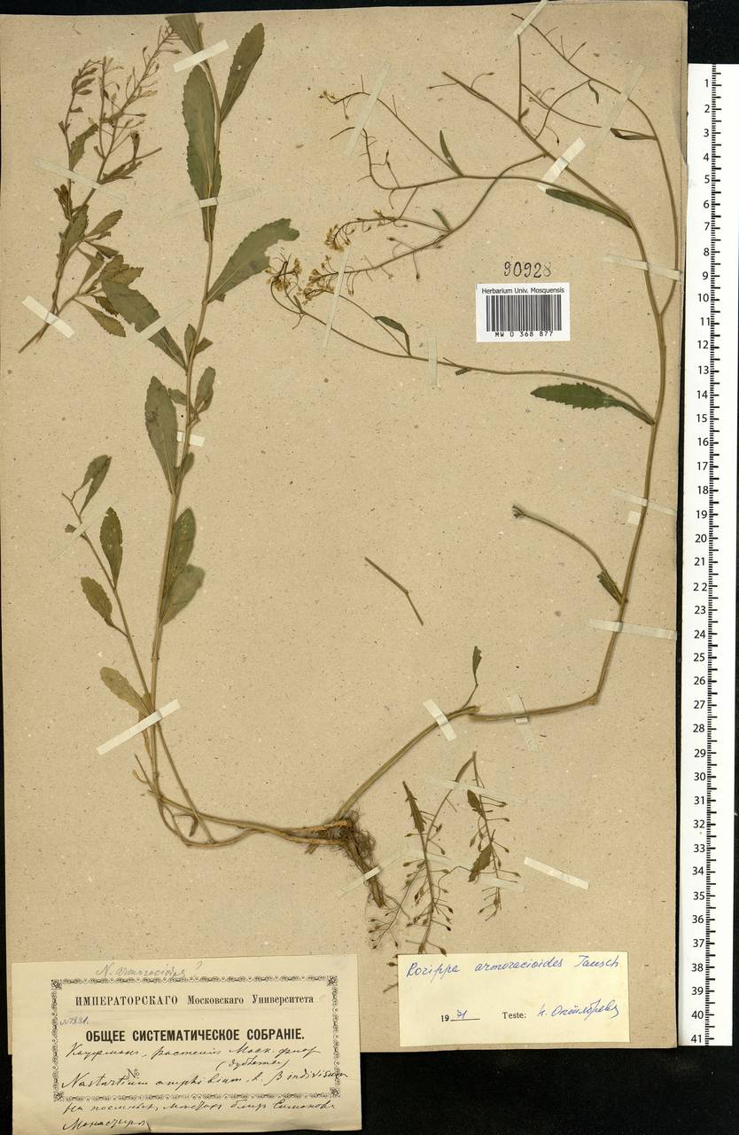 Rorippa × armoracioides (Tausch) Fuss, Eastern Europe, Moscow region (E4a) (Russia)