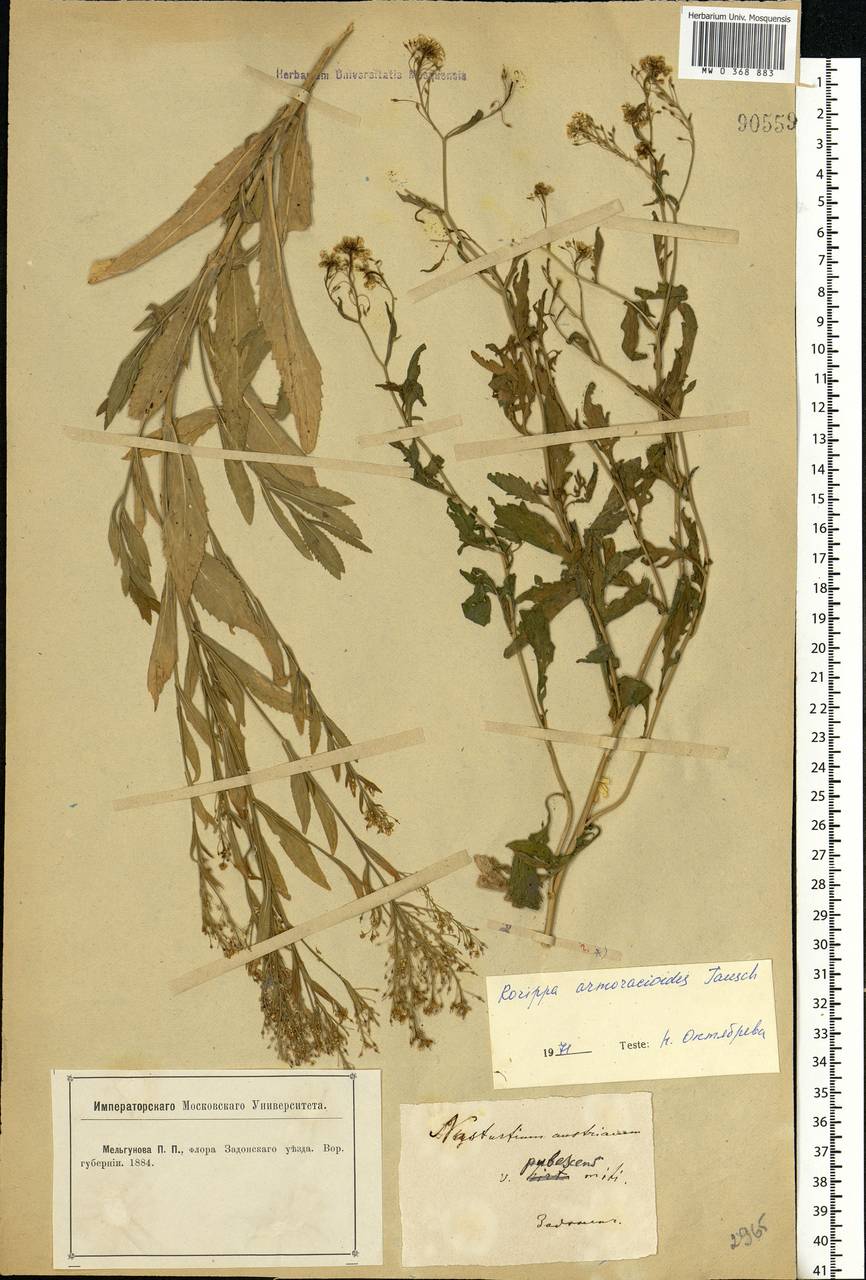 Rorippa × armoracioides (Tausch) Fuss, Eastern Europe, Central forest-and-steppe region (E6) (Russia)