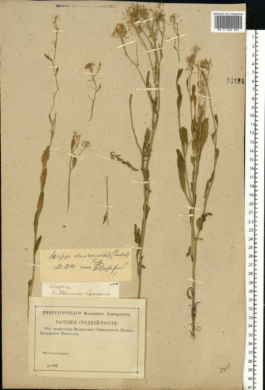 Rorippa × armoracioides (Tausch) Fuss, Eastern Europe, Central forest-and-steppe region (E6) (Russia)