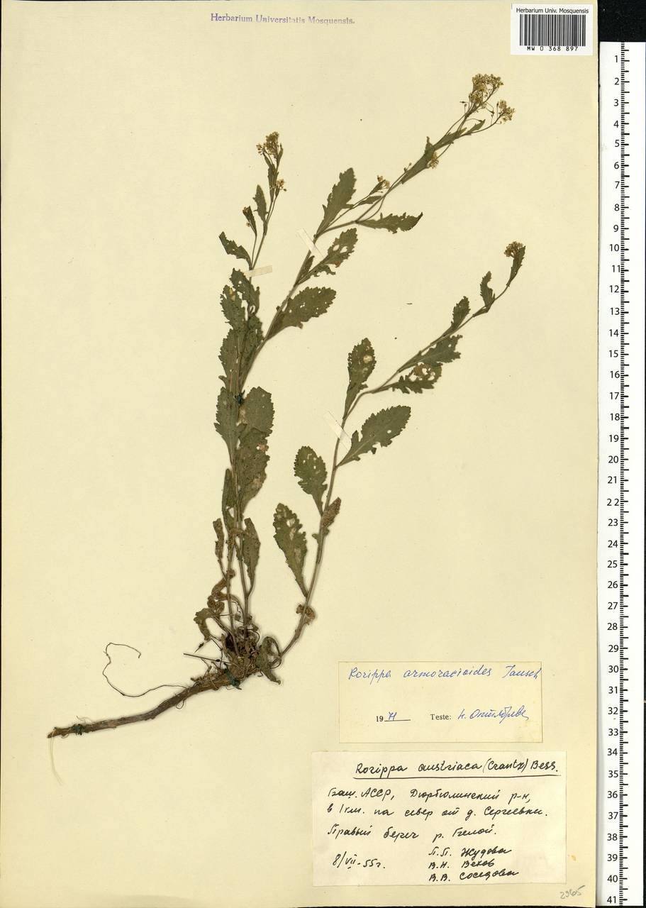 Rorippa × armoracioides (Tausch) Fuss, Eastern Europe, Eastern region (E10) (Russia)