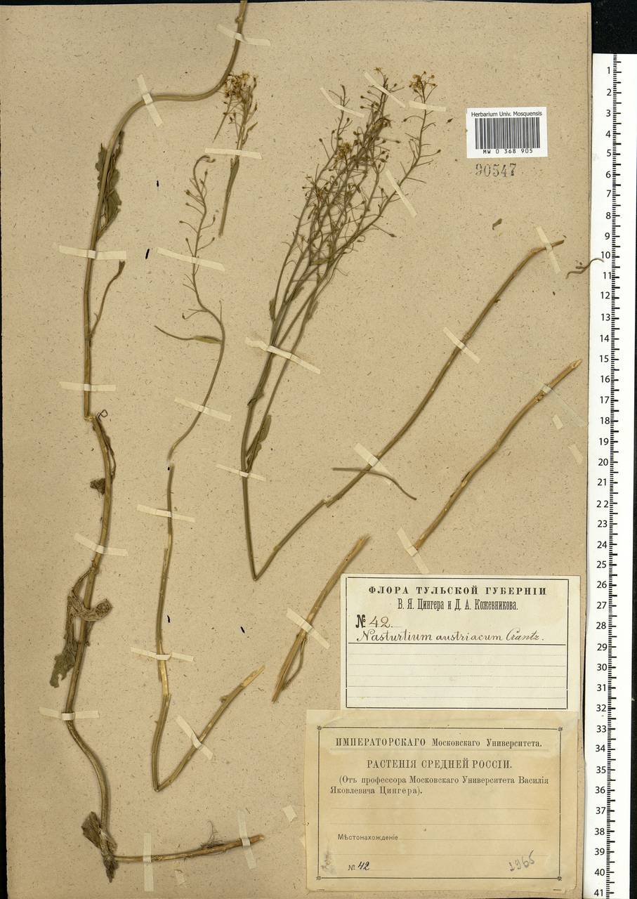 Rorippa austriaca (Crantz) Besser, Eastern Europe, Central region (E4) (Russia)
