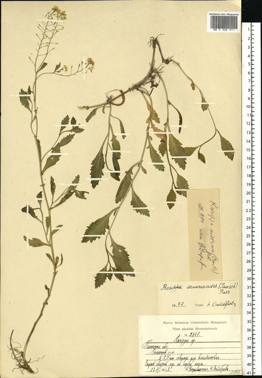 Rorippa austriaca (Crantz) Besser, Eastern Europe, Central region (E4) (Russia)