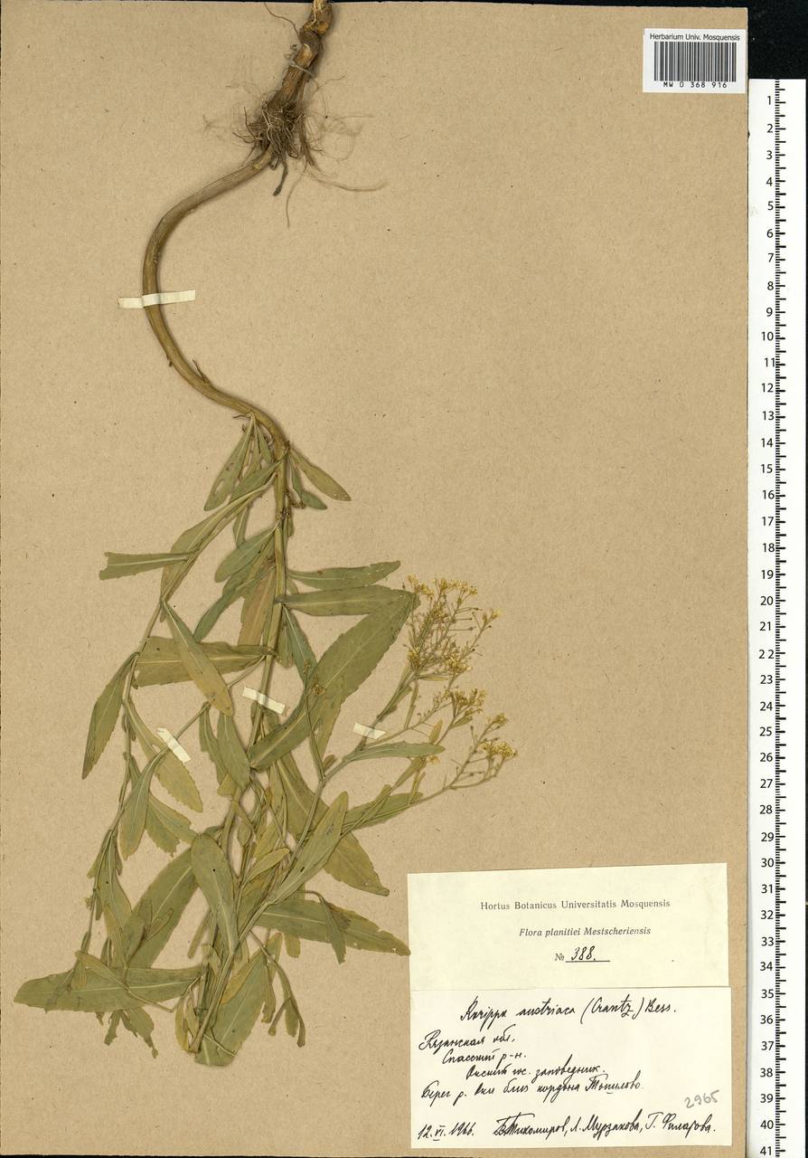 Rorippa austriaca (Crantz) Besser, Eastern Europe, Central region (E4) (Russia)