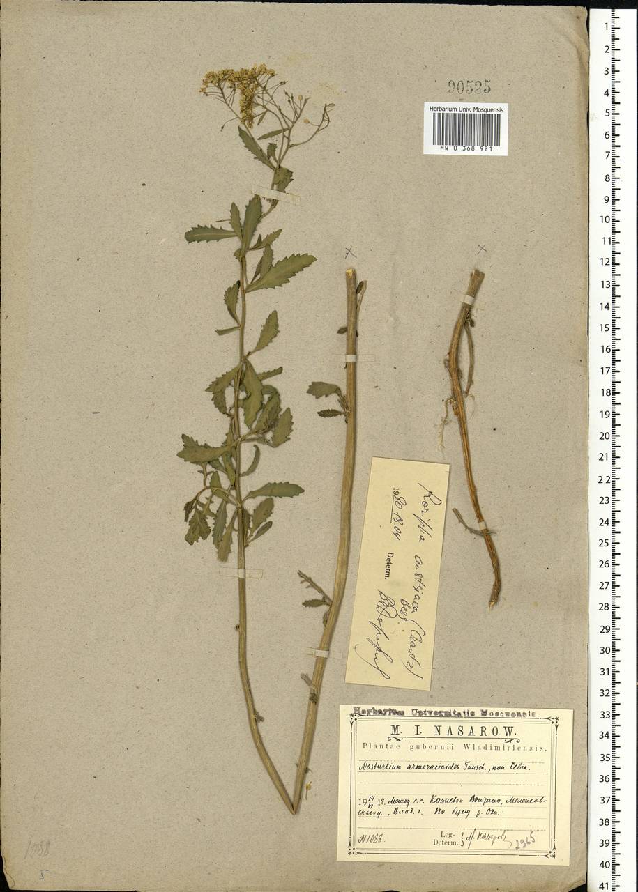 Rorippa austriaca (Crantz) Besser, Eastern Europe, Central region (E4) (Russia)