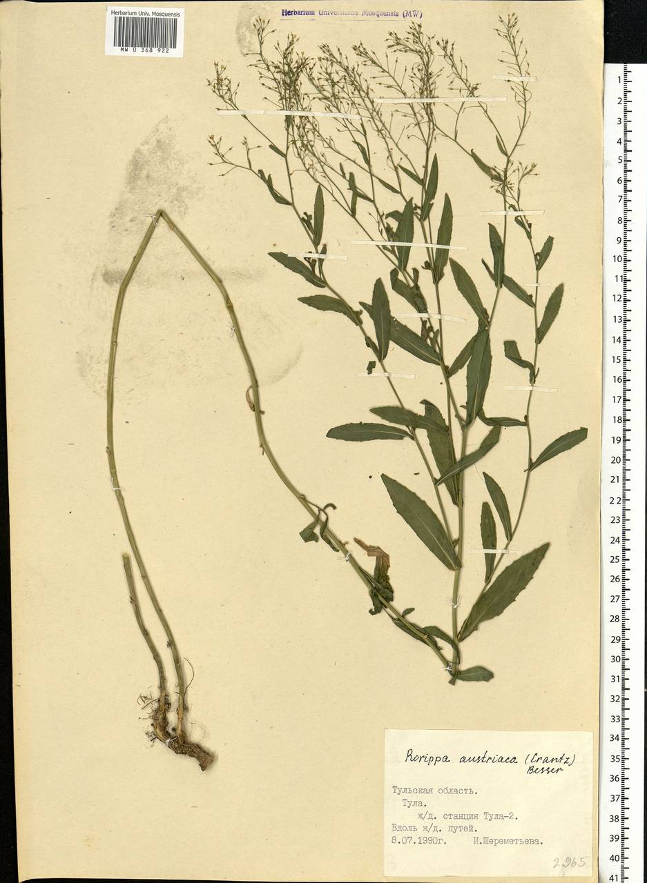 Rorippa austriaca (Crantz) Besser, Eastern Europe, Central region (E4) (Russia)