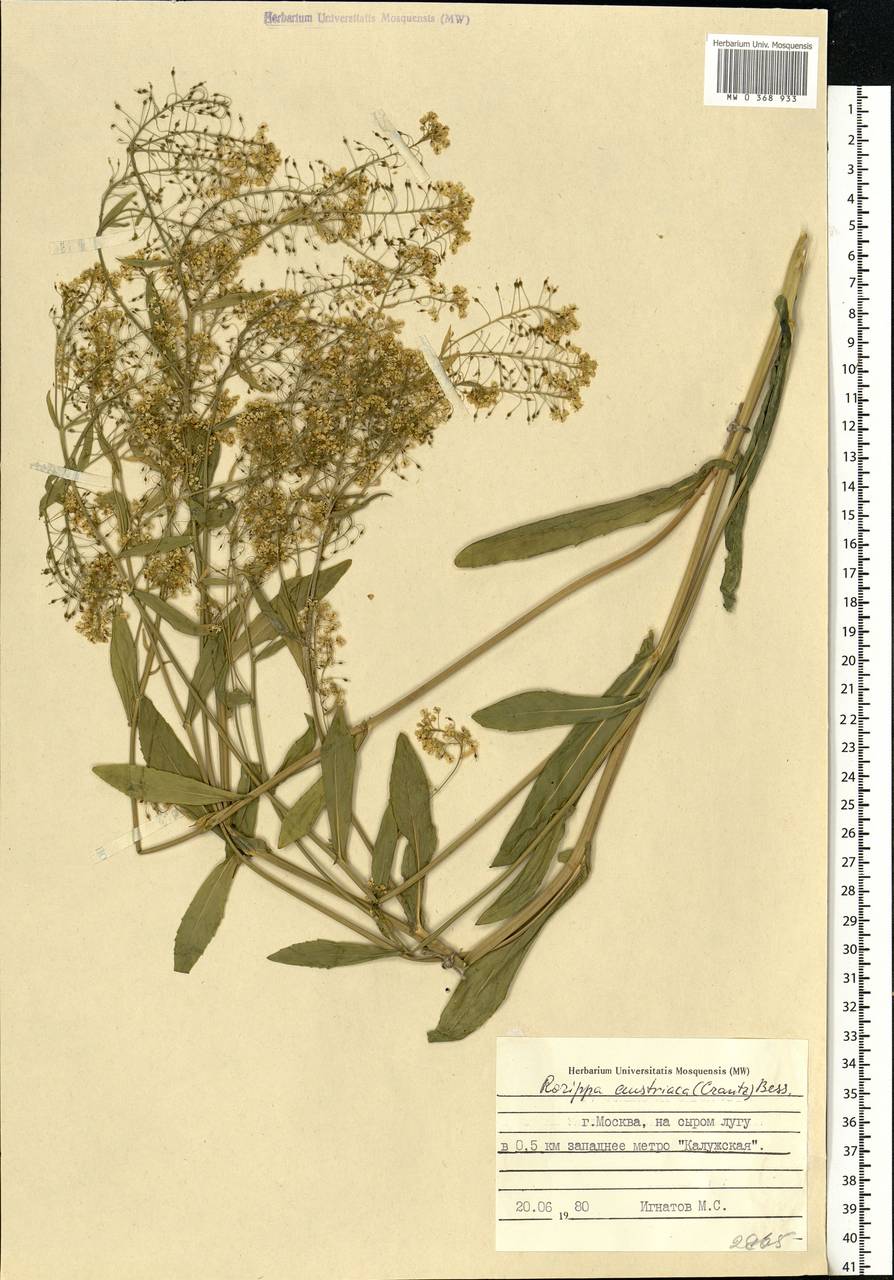 Rorippa austriaca (Crantz) Besser, Eastern Europe, Moscow region (E4a) (Russia)