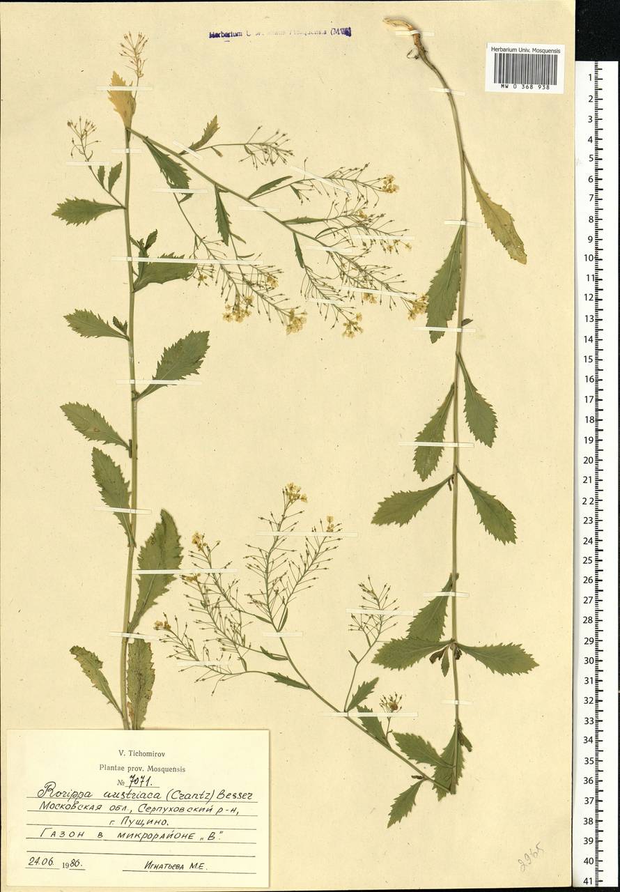 Rorippa austriaca (Crantz) Besser, Eastern Europe, Moscow region (E4a) (Russia)