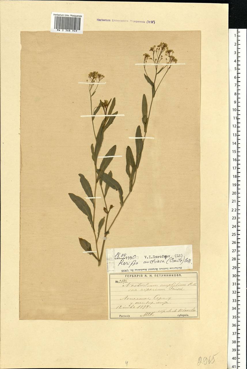 Rorippa austriaca (Crantz) Besser, Eastern Europe, Moscow region (E4a) (Russia)