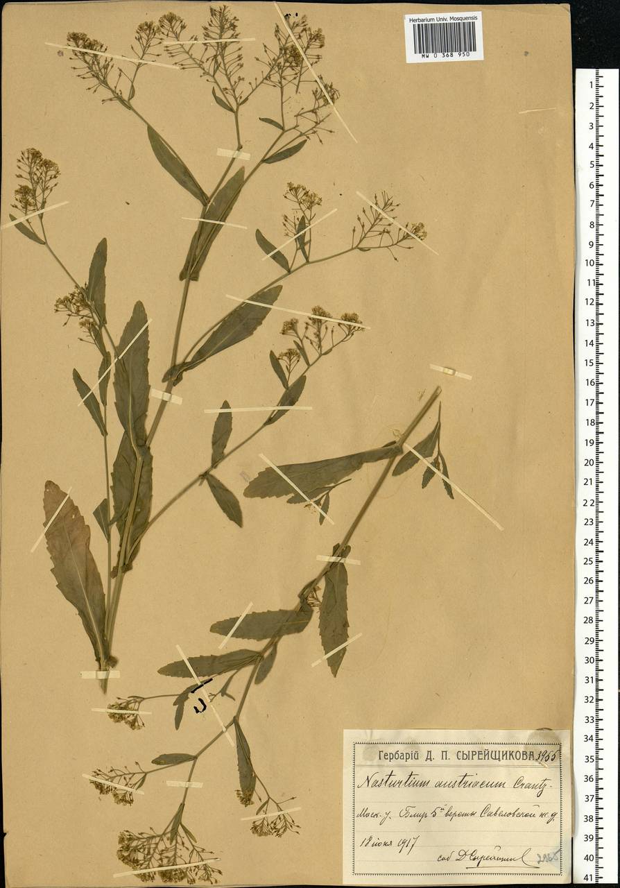 Rorippa austriaca (Crantz) Besser, Eastern Europe, Moscow region (E4a) (Russia)