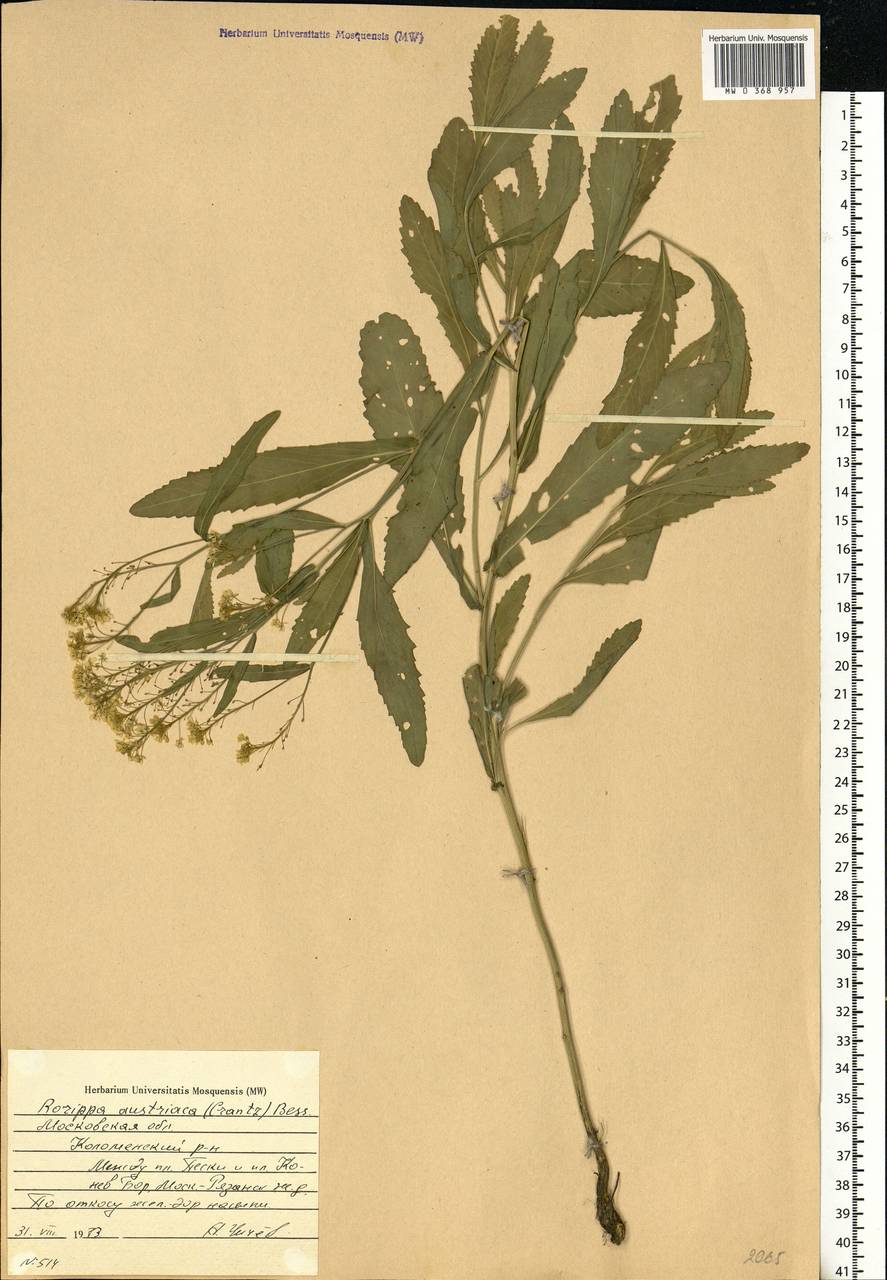 Rorippa austriaca (Crantz) Besser, Eastern Europe, Moscow region (E4a) (Russia)