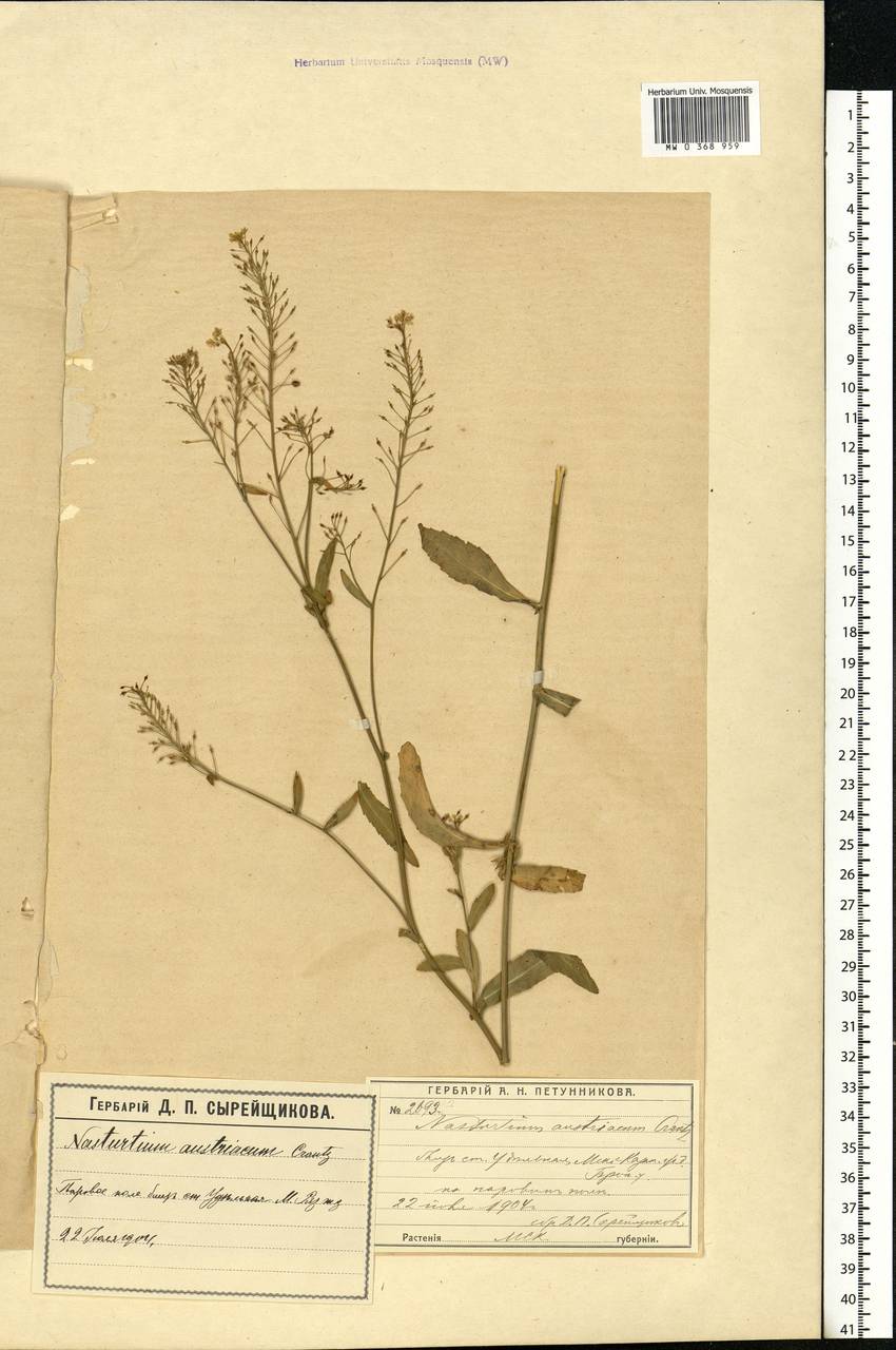 Rorippa austriaca (Crantz) Besser, Eastern Europe, Moscow region (E4a) (Russia)