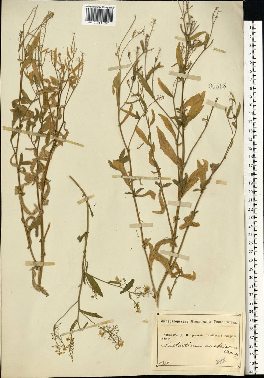 Rorippa austriaca (Crantz) Besser, Eastern Europe, Central forest-and-steppe region (E6) (Russia)