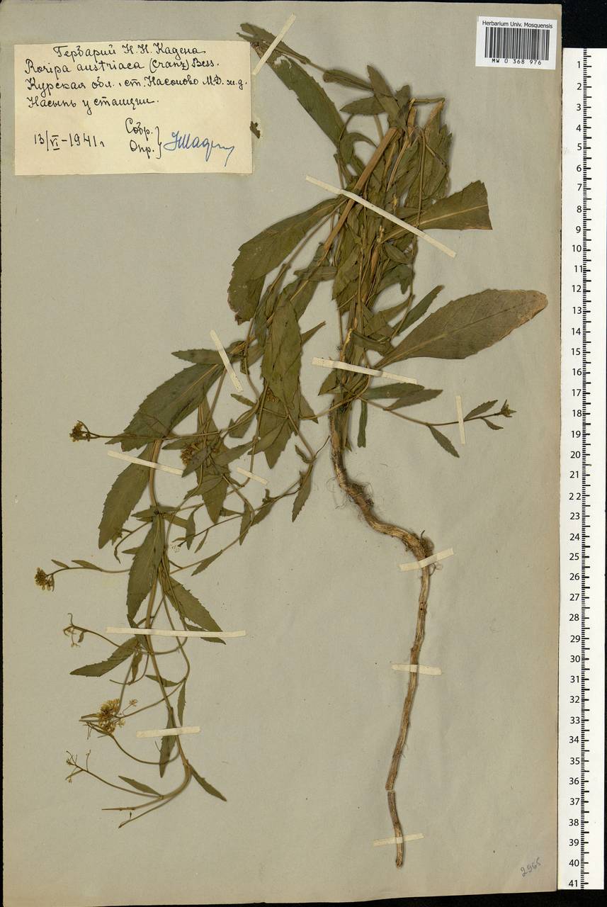 Rorippa austriaca (Crantz) Besser, Eastern Europe, Central forest-and-steppe region (E6) (Russia)