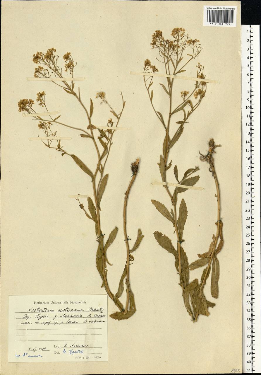 Rorippa austriaca (Crantz) Besser, Eastern Europe, Central forest-and-steppe region (E6) (Russia)