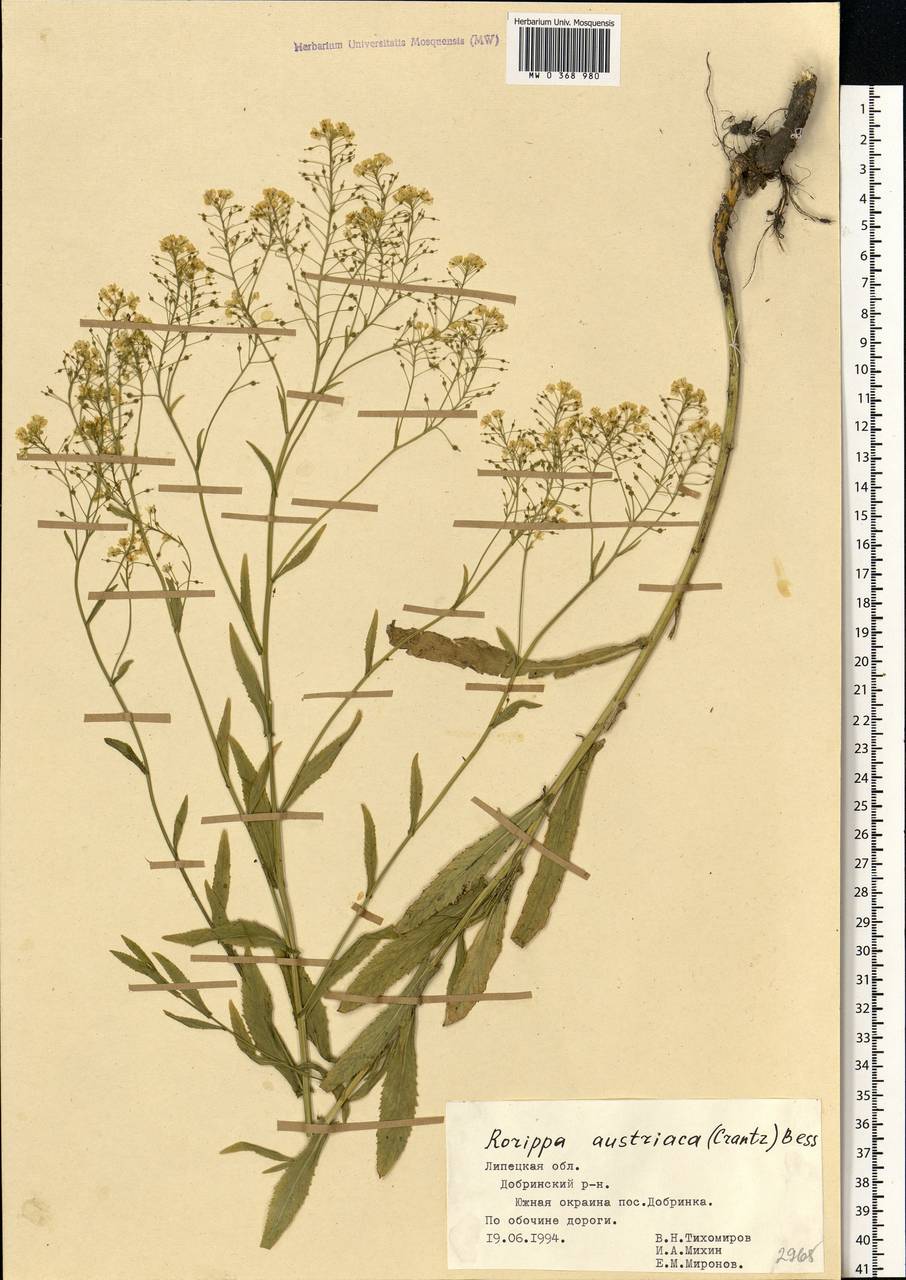 Rorippa austriaca (Crantz) Besser, Eastern Europe, Central forest-and-steppe region (E6) (Russia)