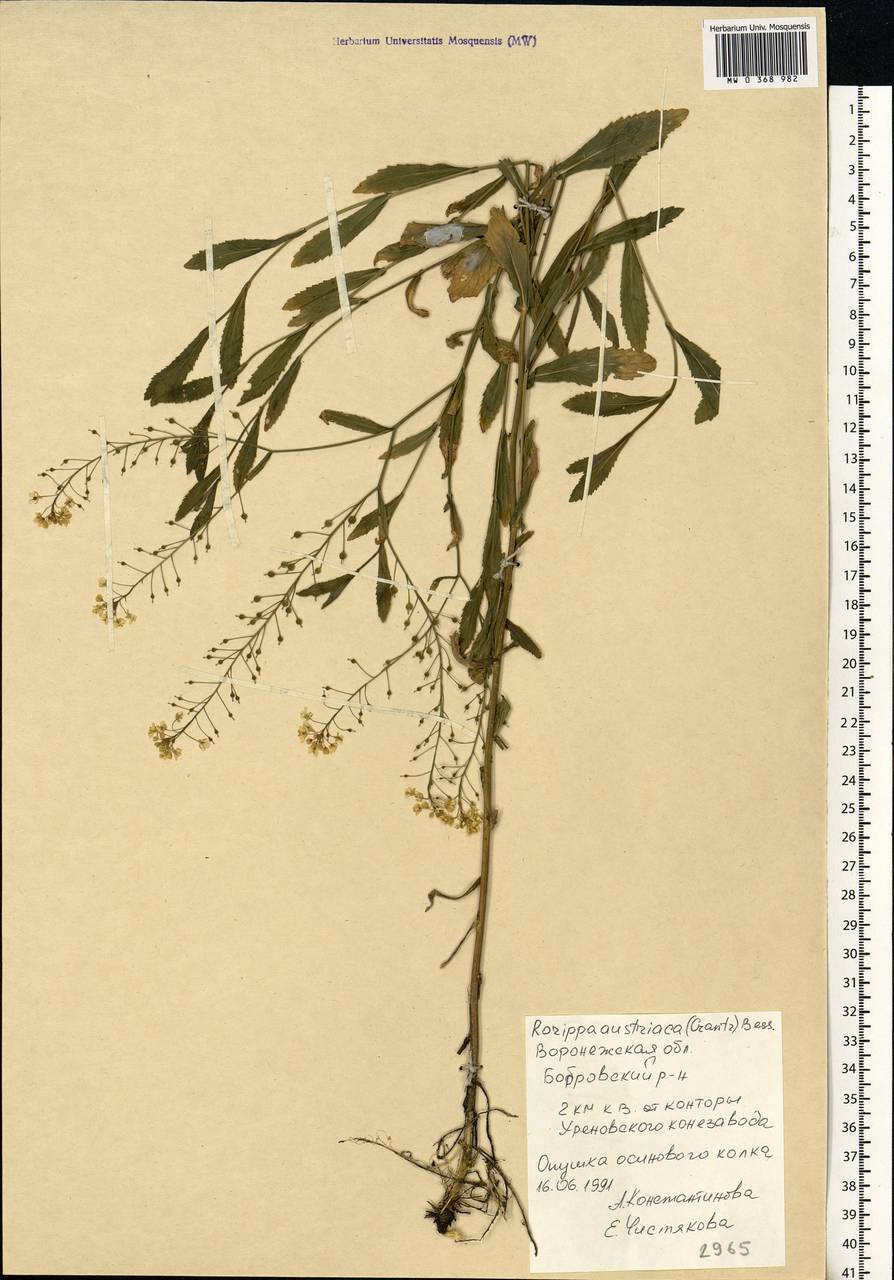 Rorippa austriaca (Crantz) Besser, Eastern Europe, Central forest-and-steppe region (E6) (Russia)