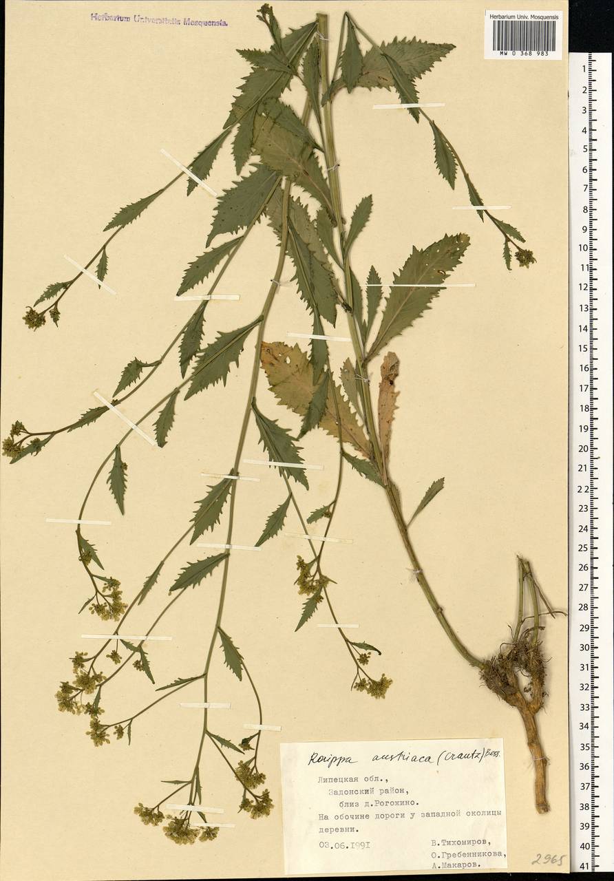 Rorippa austriaca (Crantz) Besser, Eastern Europe, Central forest-and-steppe region (E6) (Russia)