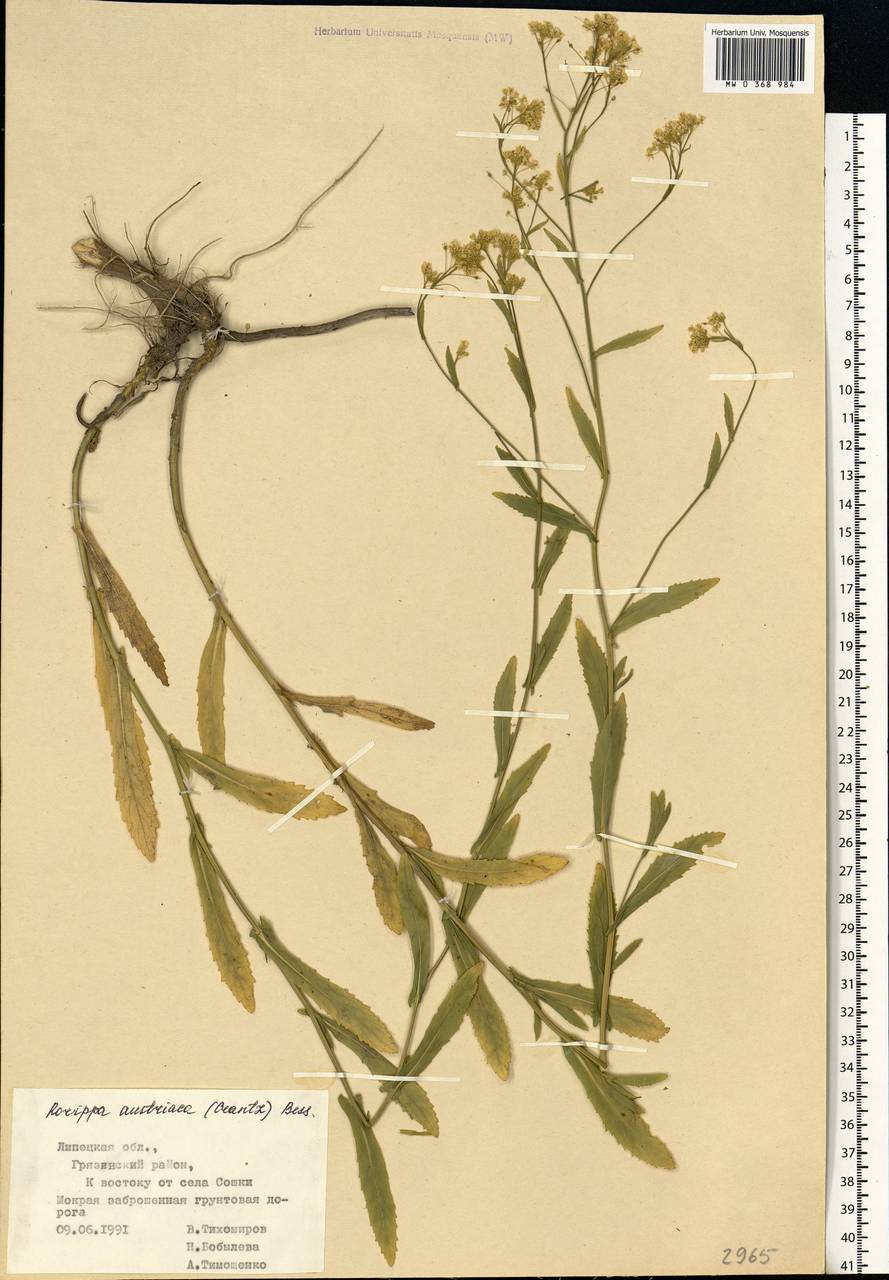 Rorippa austriaca (Crantz) Besser, Eastern Europe, Central forest-and-steppe region (E6) (Russia)