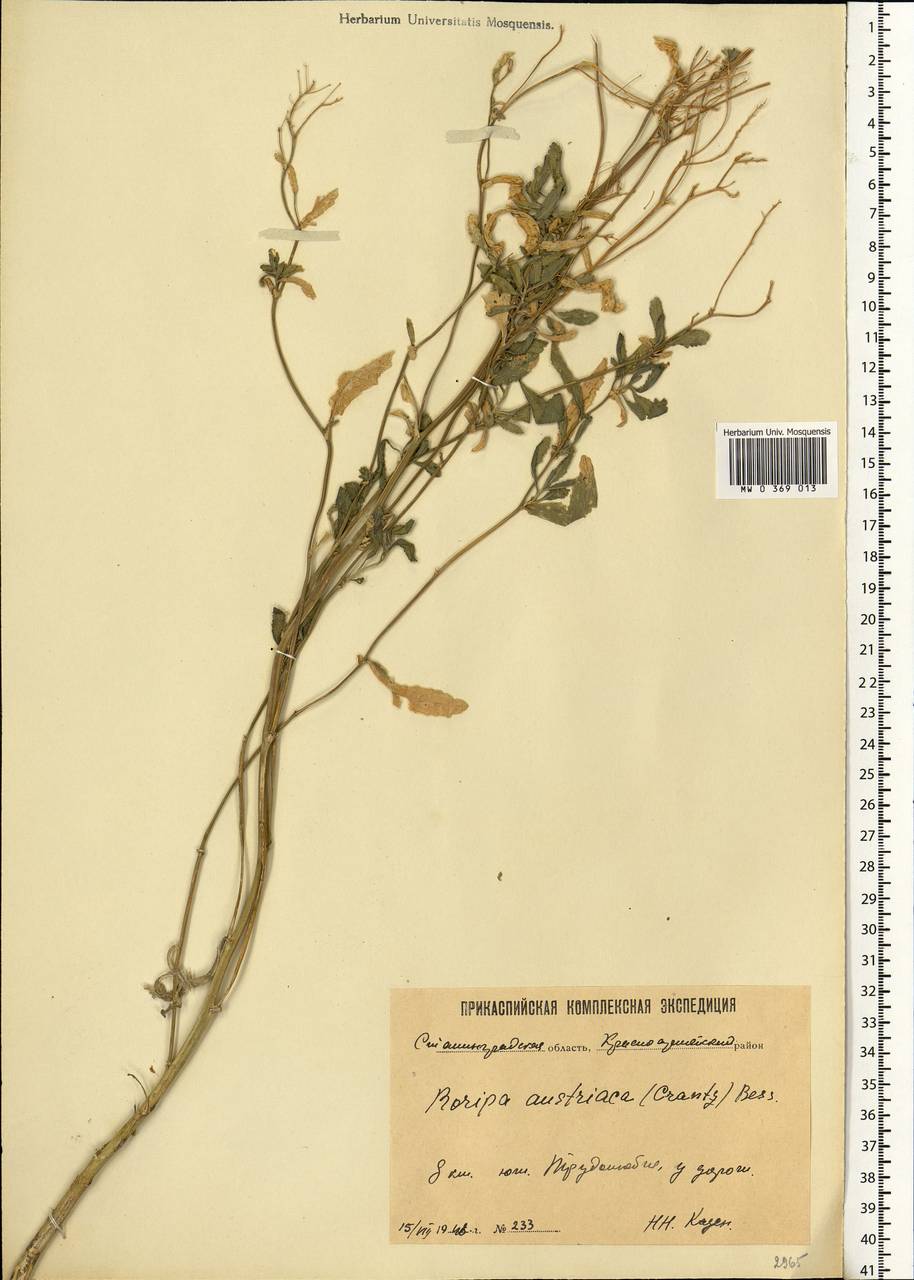 Rorippa austriaca (Crantz) Besser, Eastern Europe, Lower Volga region (E9) (Russia)