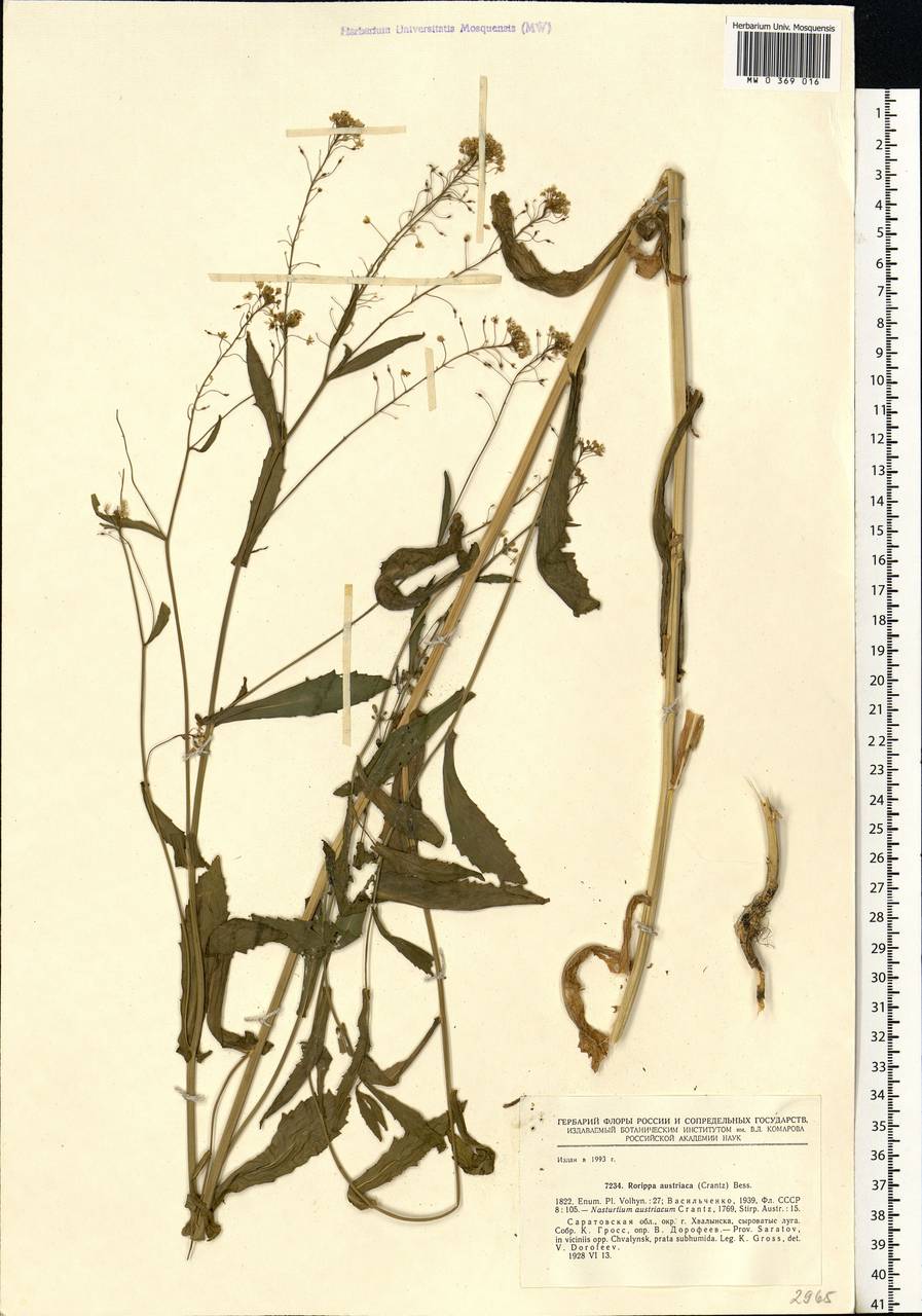 Rorippa austriaca (Crantz) Besser, Eastern Europe, Lower Volga region (E9) (Russia)
