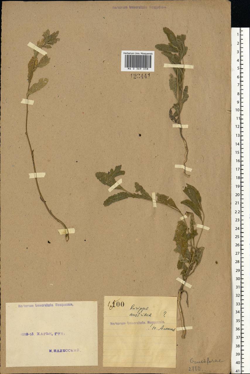 Rorippa austriaca (Crantz) Besser, Eastern Europe, North Ukrainian region (E11) (Ukraine)