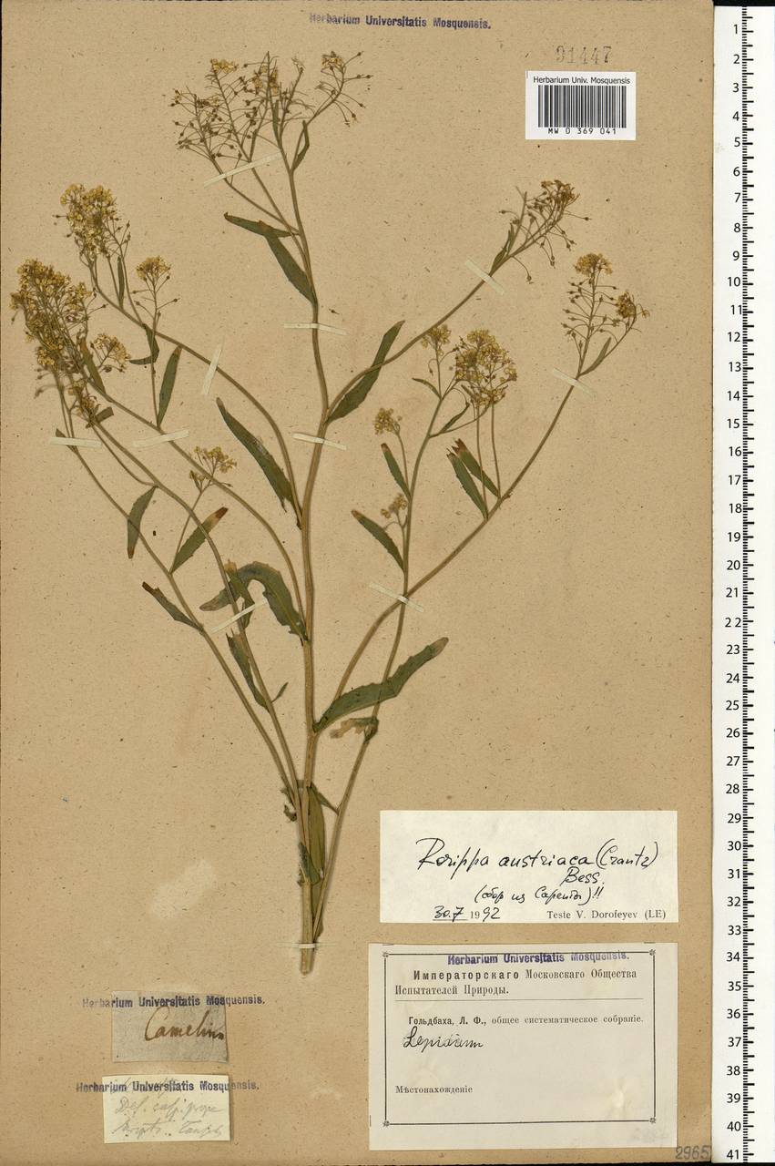 Rorippa austriaca (Crantz) Besser, Eastern Europe, Lower Volga region (E9) (Russia)