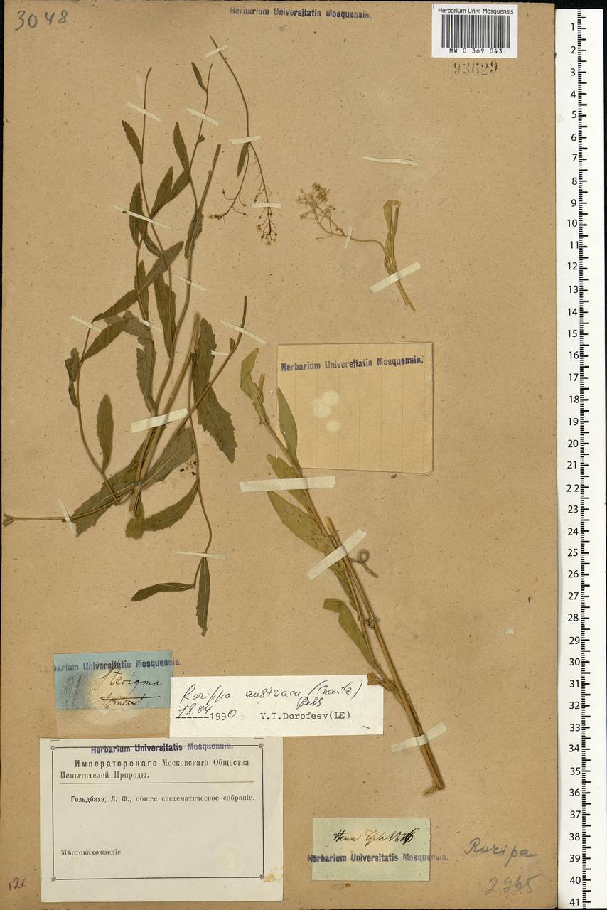 Rorippa austriaca (Crantz) Besser, Eastern Europe, Rostov Oblast (E12a) (Russia)