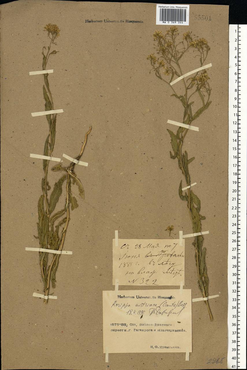 Rorippa austriaca (Crantz) Besser, Eastern Europe, North Ukrainian region (E11) (Ukraine)