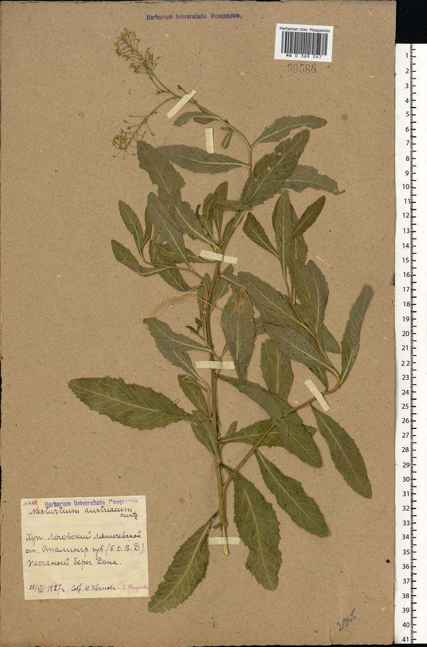 Rorippa austriaca (Crantz) Besser, Eastern Europe, Lower Volga region (E9) (Russia)