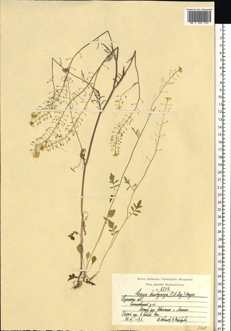 Rorippa brachycarpa (C.A.Mey.) Hayek, Eastern Europe, Central region (E4) (Russia)