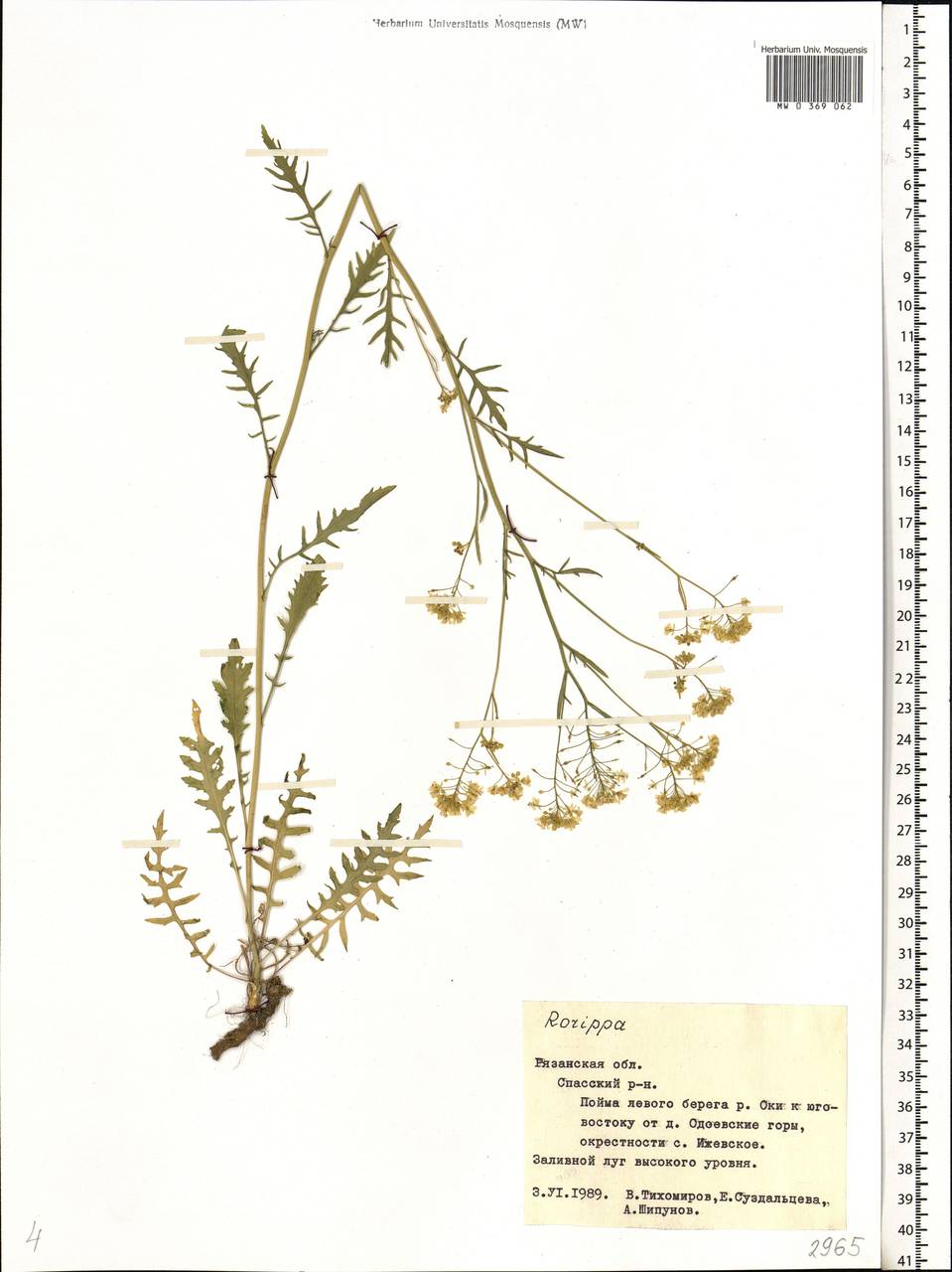 Rorippa brachycarpa (C.A. Mey.) Hayek, Eastern Europe, Central region (E4) (Russia)