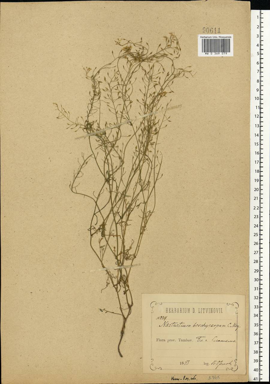 Rorippa brachycarpa (C.A.Mey.) Hayek, Eastern Europe, Central region (E4) (Russia)