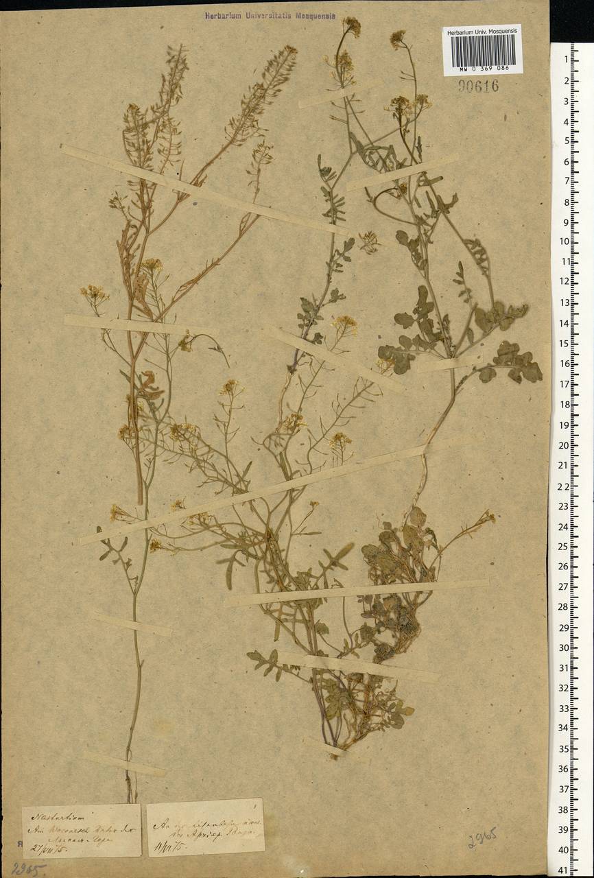 Rorippa brachycarpa (C. A. Mey.) Hayek, Eastern Europe, Central forest-and-steppe region (E6) (Russia)