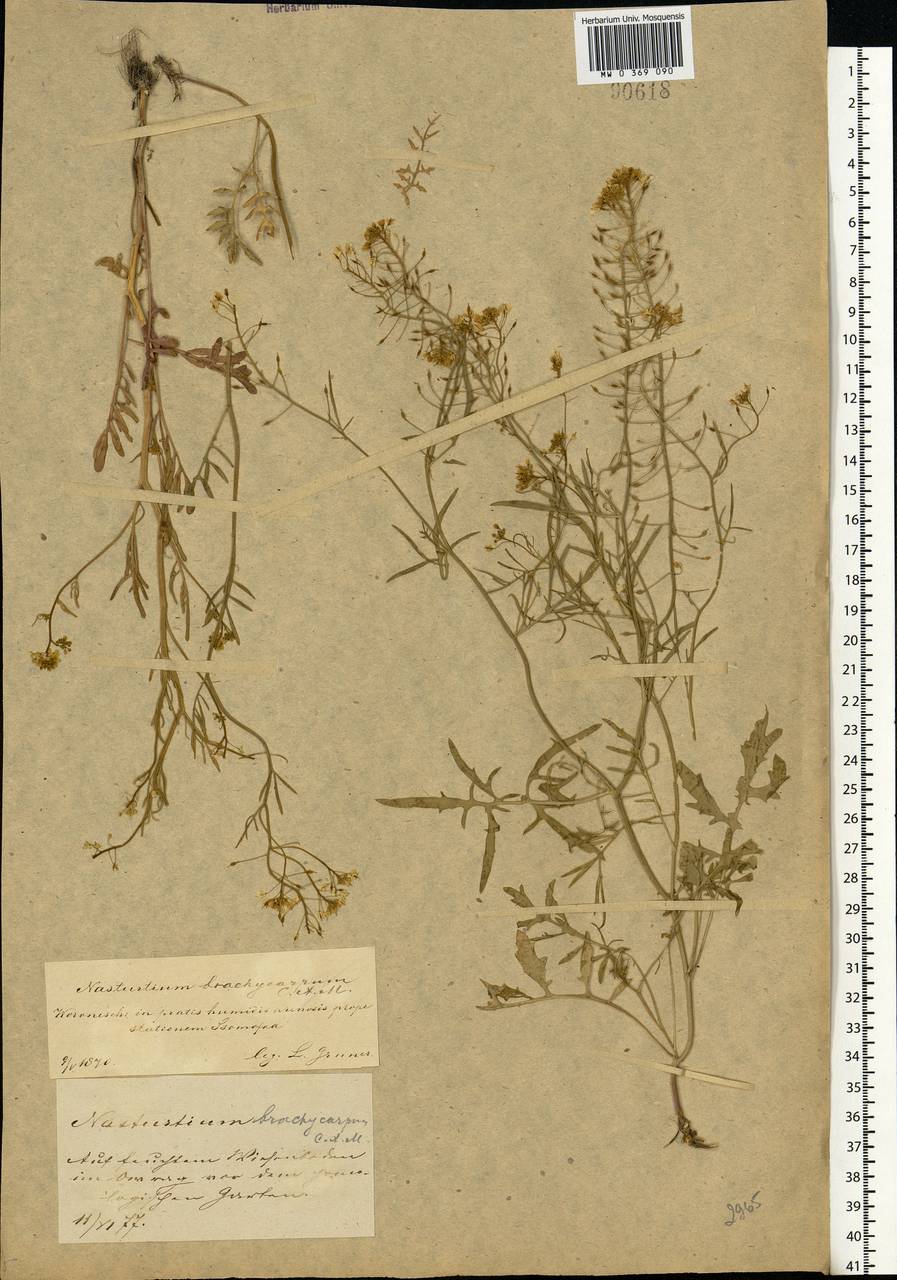 Rorippa brachycarpa (C. A. Mey.) Hayek, Eastern Europe, Central forest-and-steppe region (E6) (Russia)
