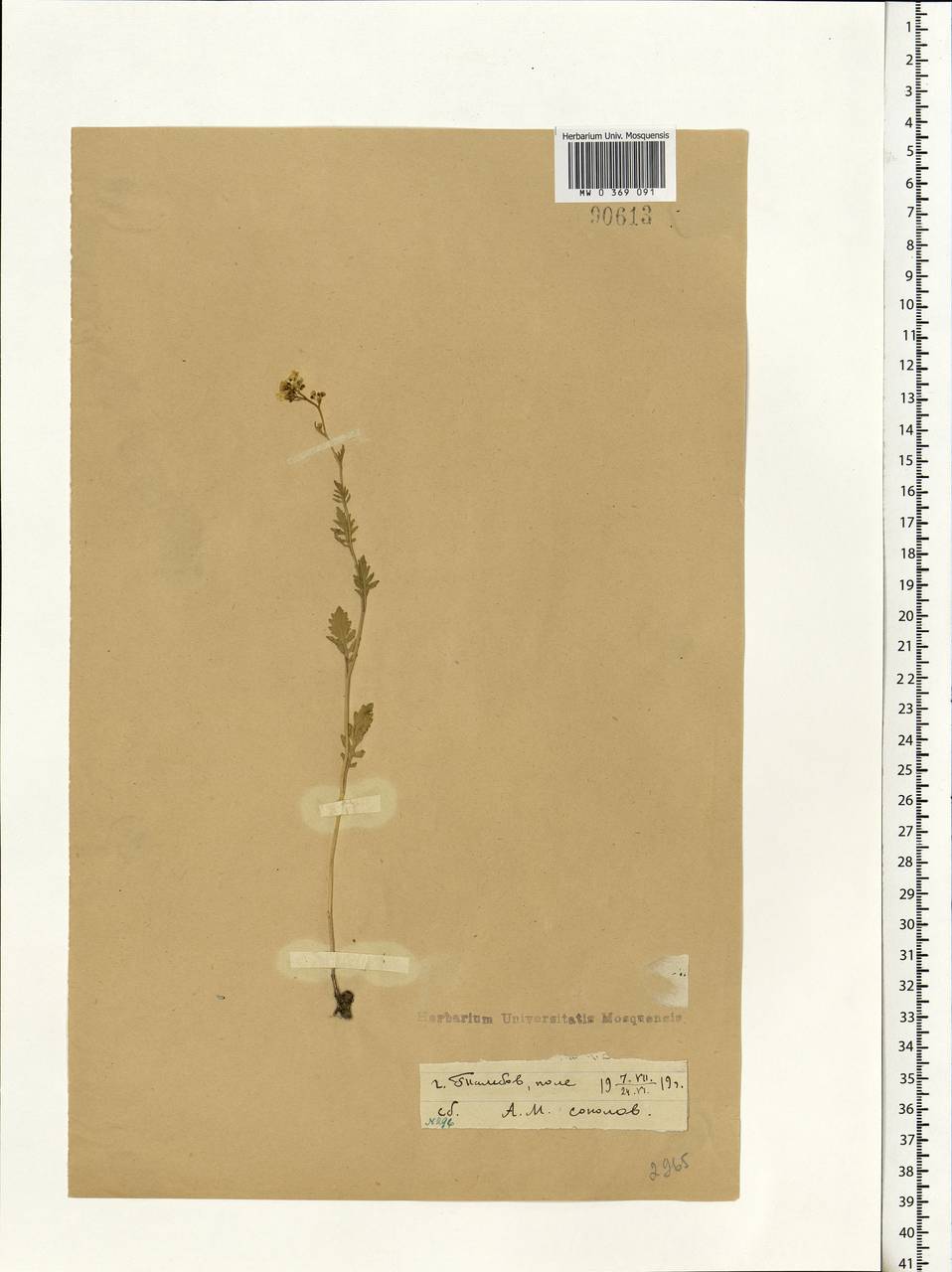 Rorippa brachycarpa (C.A.Mey.) Hayek, Eastern Europe, Central forest-and-steppe region (E6) (Russia)