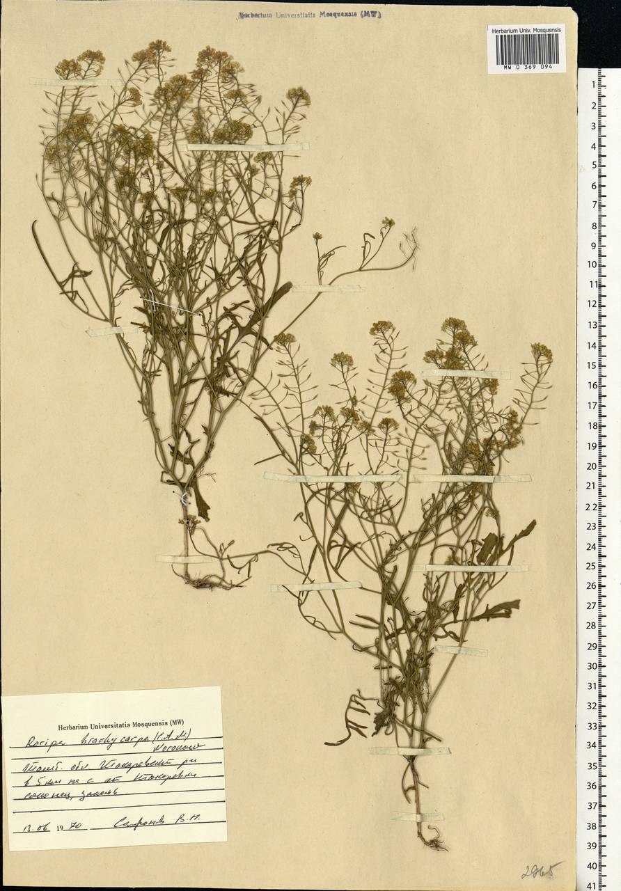 Rorippa brachycarpa (C.A. Mey.) Hayek, Eastern Europe, Central forest-and-steppe region (E6) (Russia)