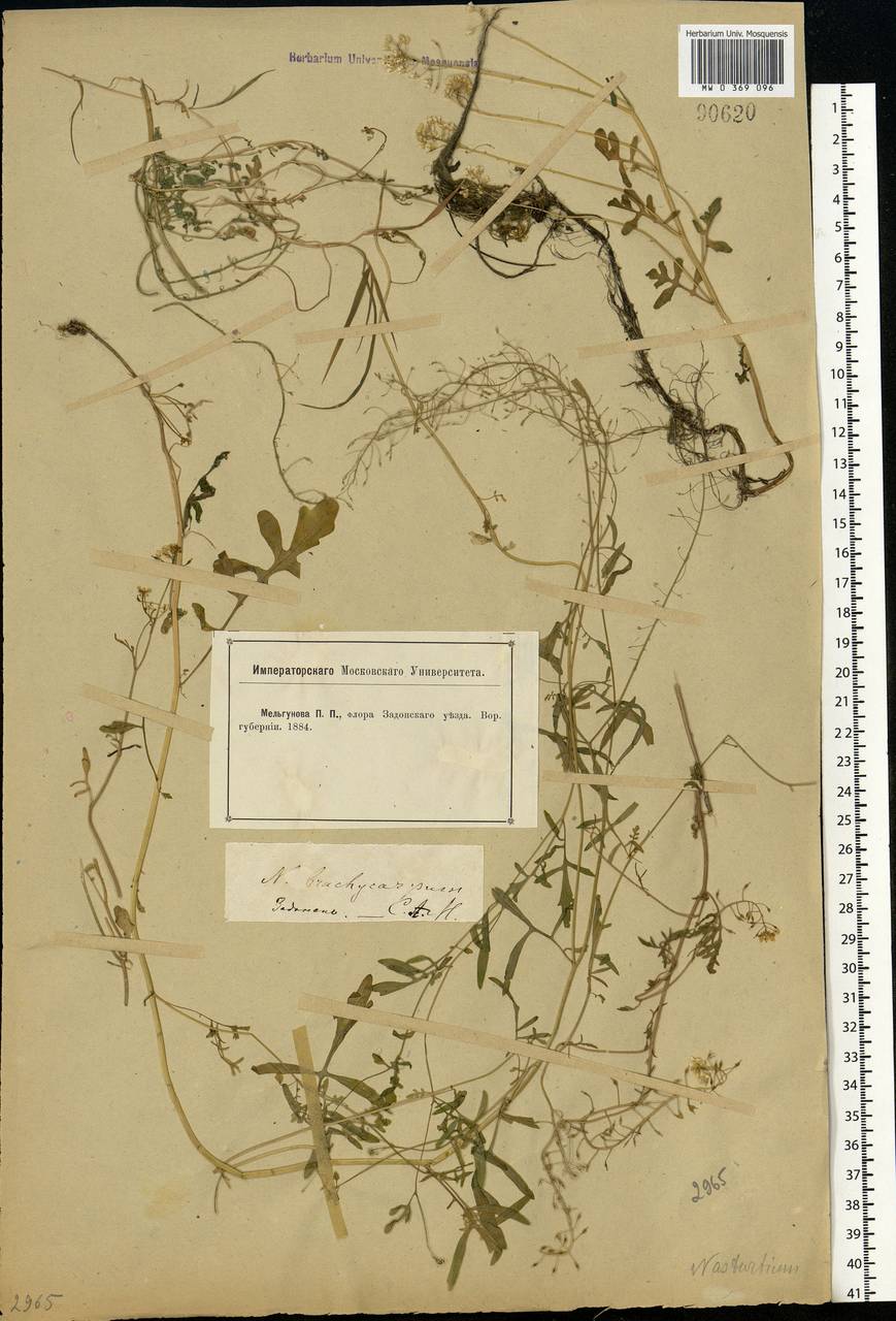Rorippa brachycarpa (C.A.Mey.) Hayek, Eastern Europe, Central forest-and-steppe region (E6) (Russia)