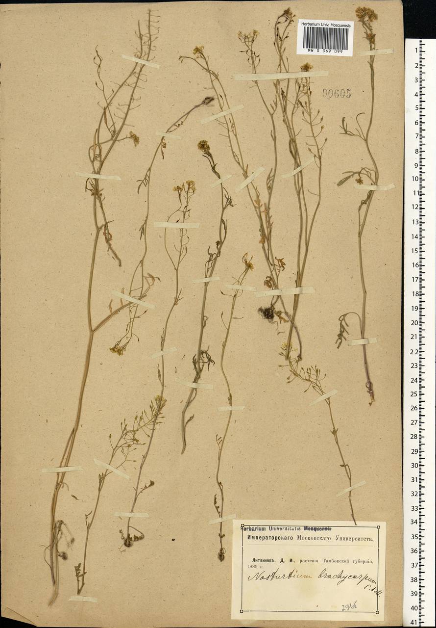 Rorippa brachycarpa (C.A.Mey.) Hayek, Eastern Europe, Central forest-and-steppe region (E6) (Russia)