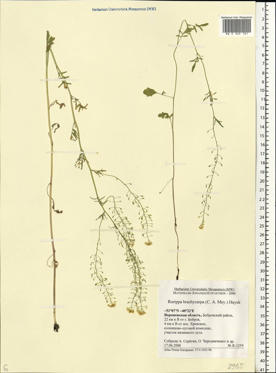 Rorippa brachycarpa (C.A.Mey.) Hayek, Eastern Europe, Central forest-and-steppe region (E6) (Russia)