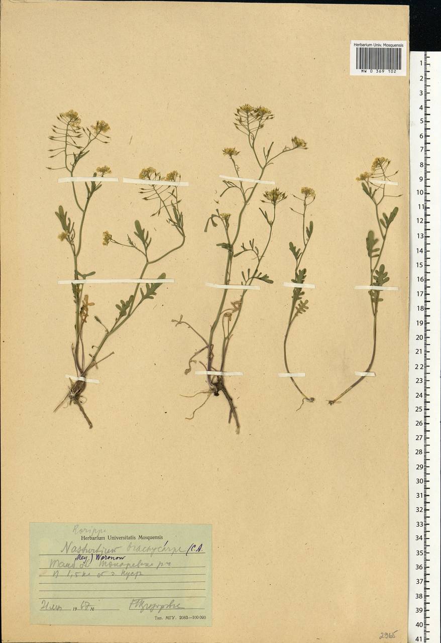 Rorippa brachycarpa (C.A.Mey.) Hayek, Eastern Europe, Central forest-and-steppe region (E6) (Russia)