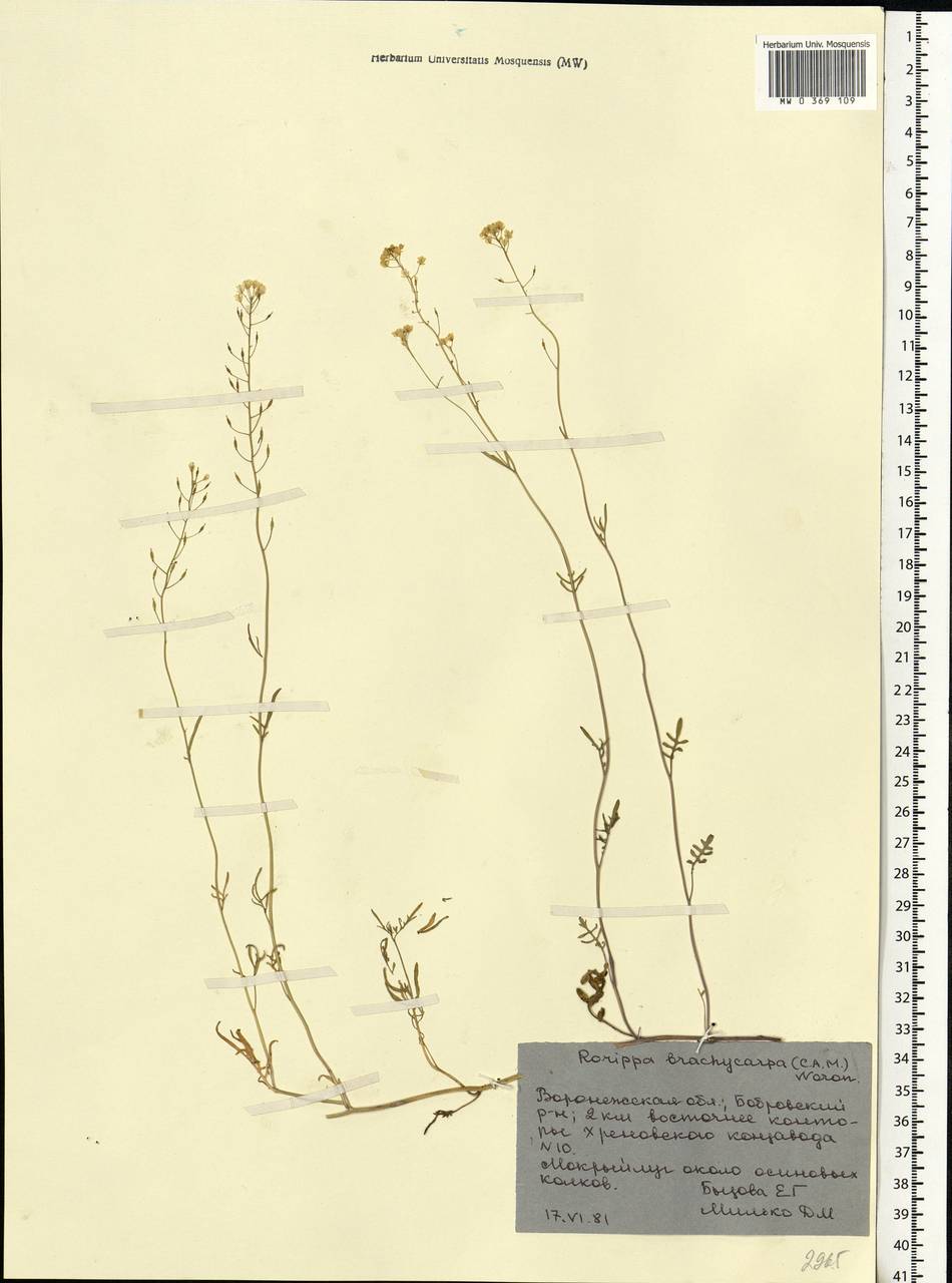 Rorippa brachycarpa (C.A.Mey.) Hayek, Eastern Europe, Central forest-and-steppe region (E6) (Russia)